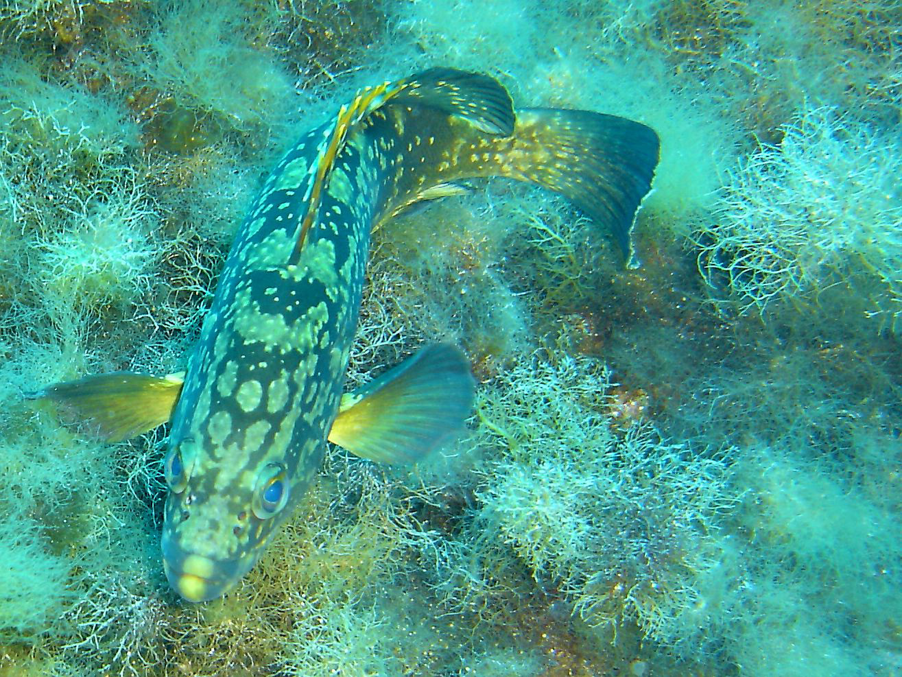 Grouper Grouper