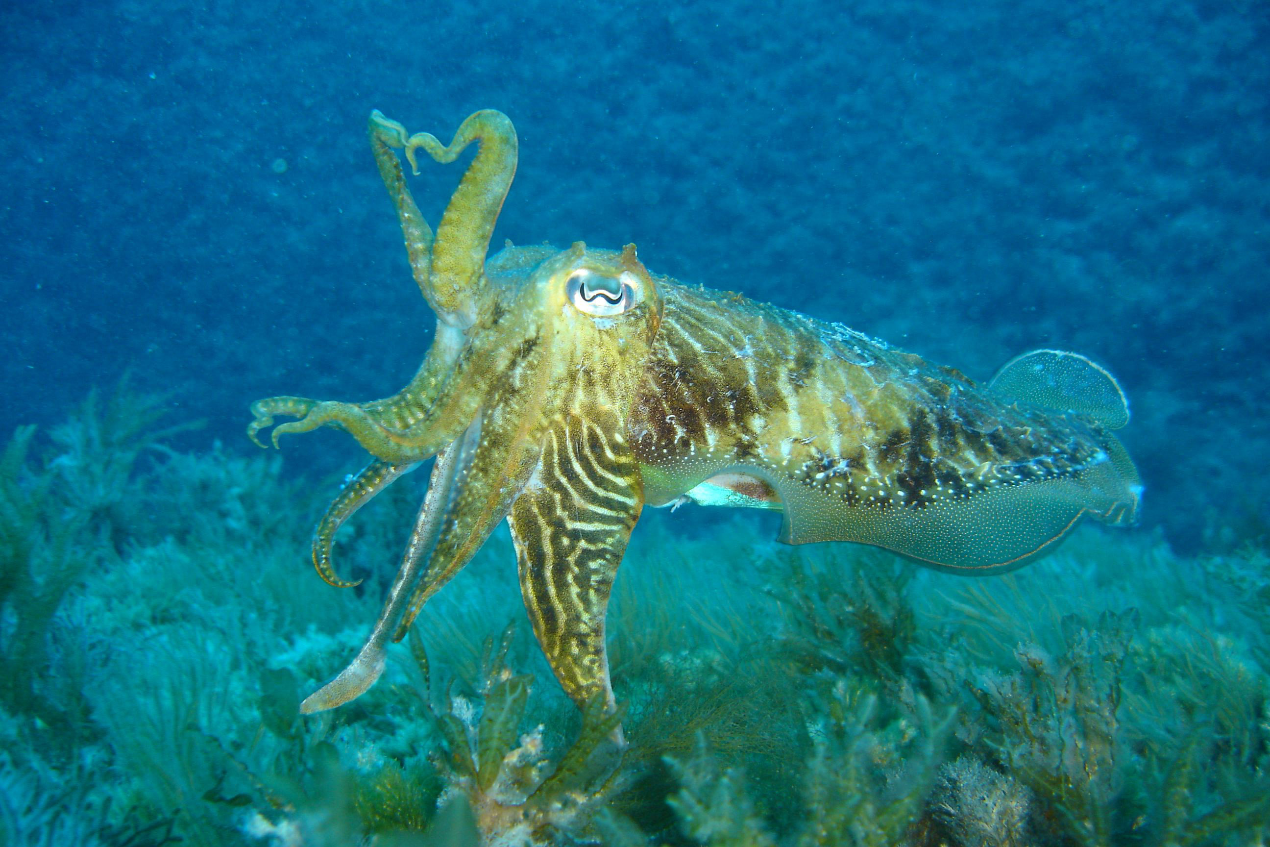 Cuttlefish