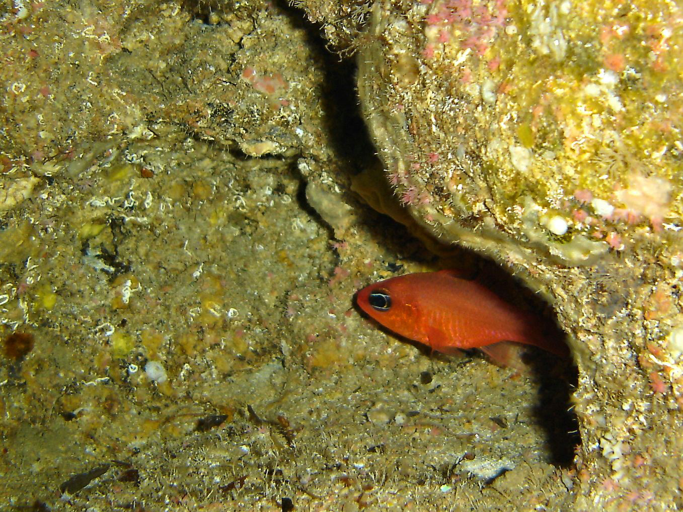 Cardinalfish (Apogon imberbis)
