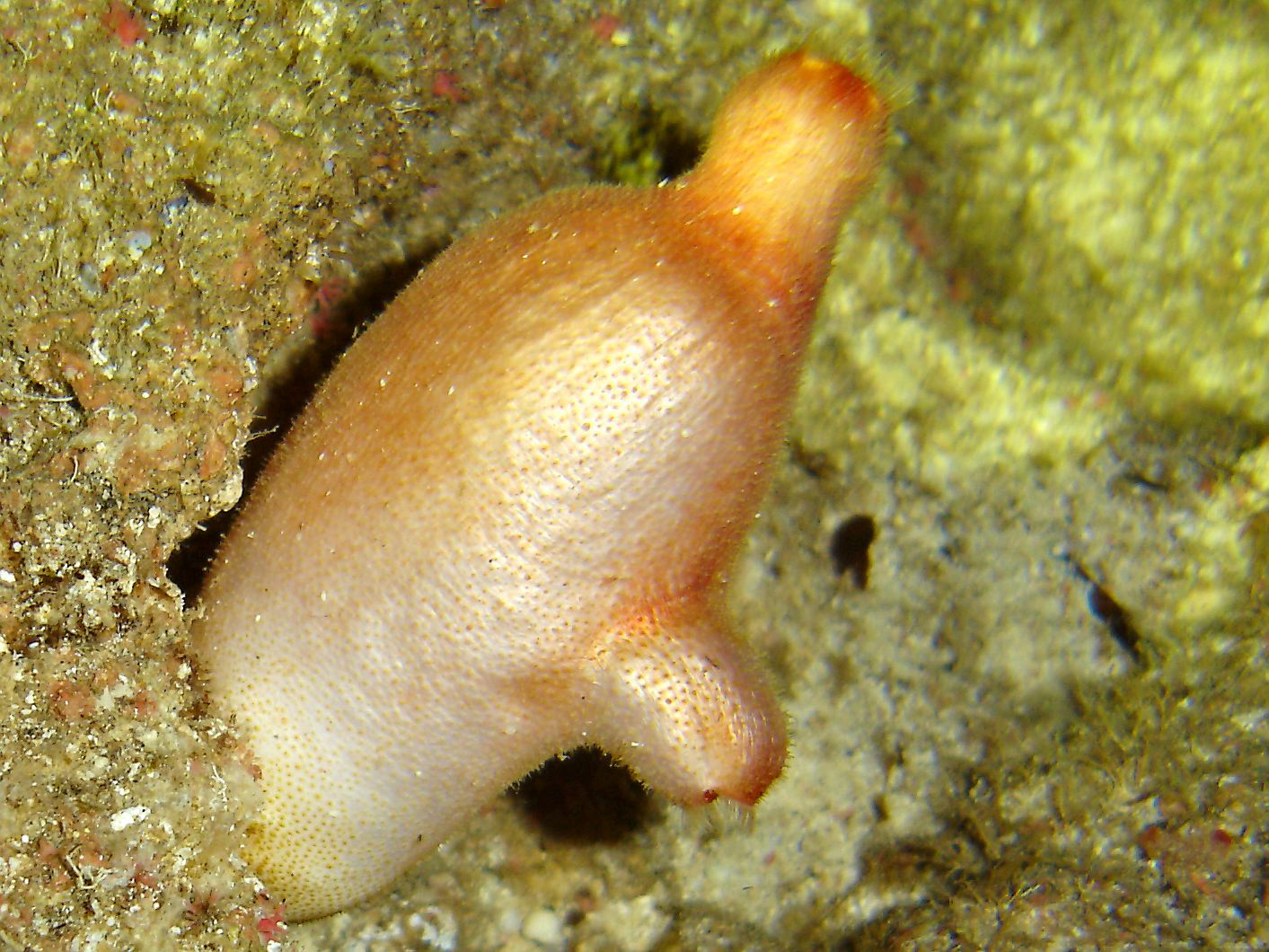 Sea potato (Halocinthya papillosa)