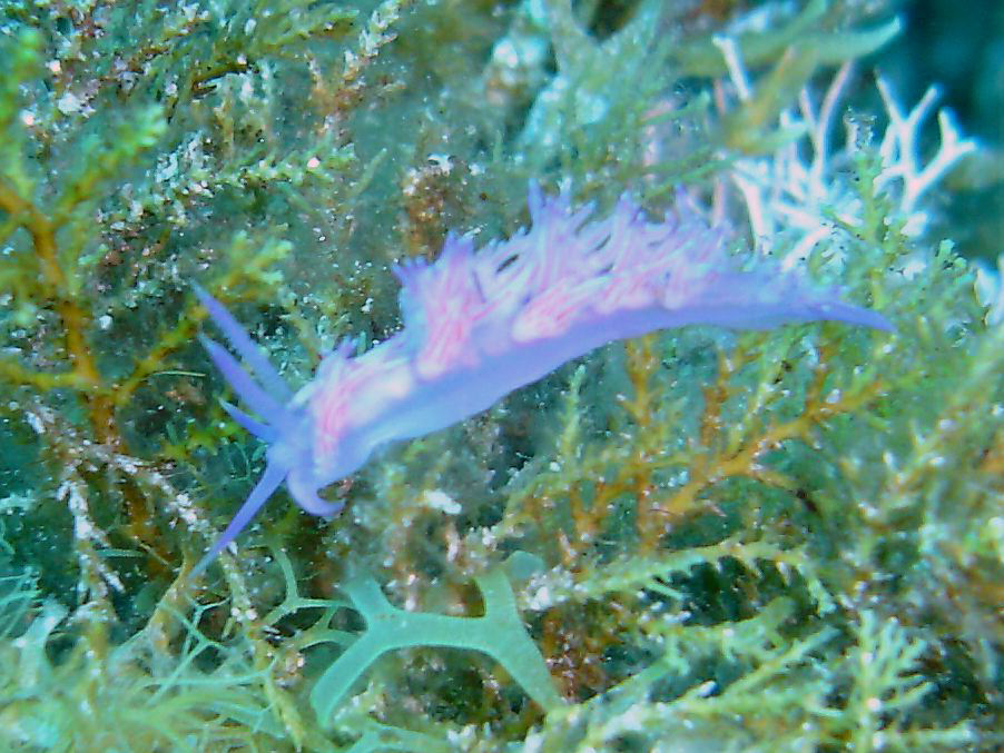 Purple nudibranch