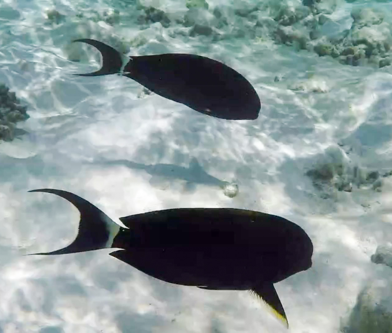 Black Surgeonfish