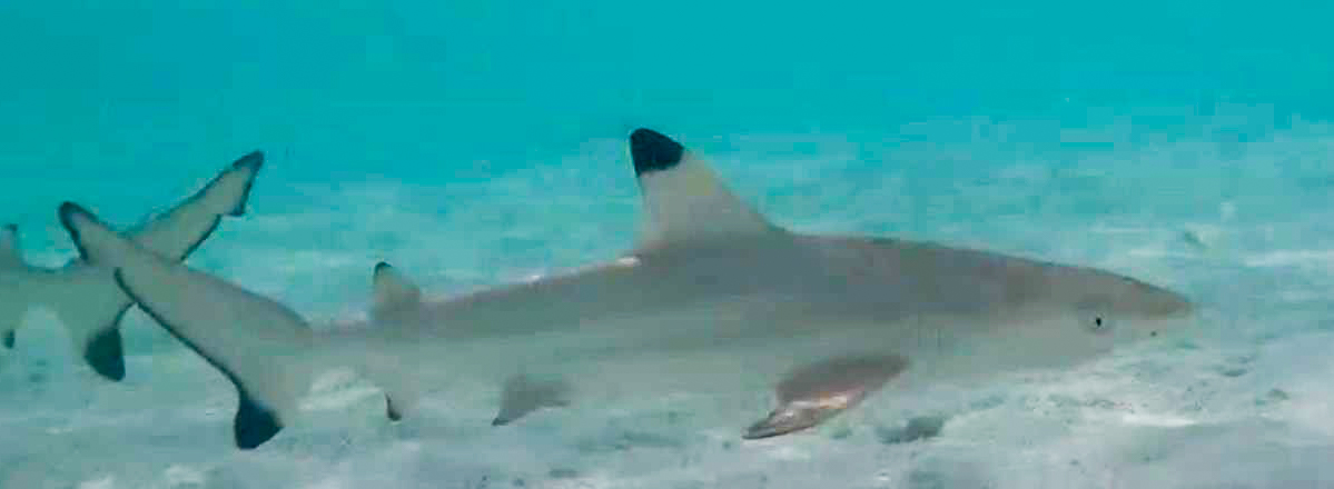 Blacktip Reef Shark