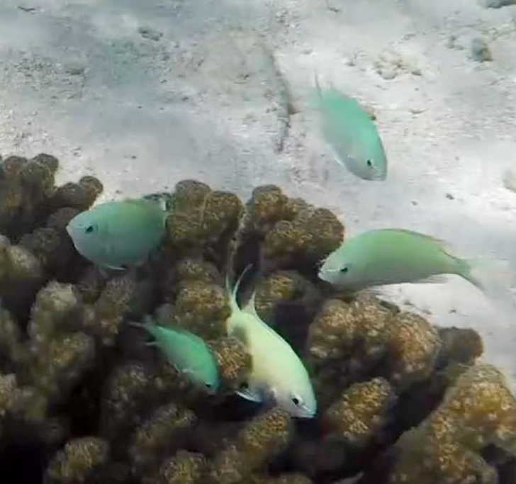 Blue-green Chromis (Chromis viridis)