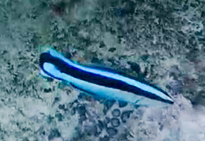 Cleaner Wrasse