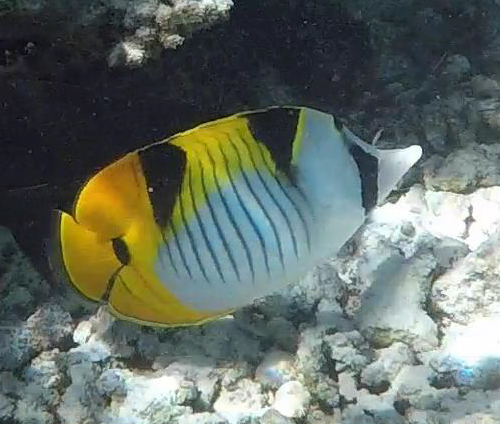 Double-Saddle Butterflyfish