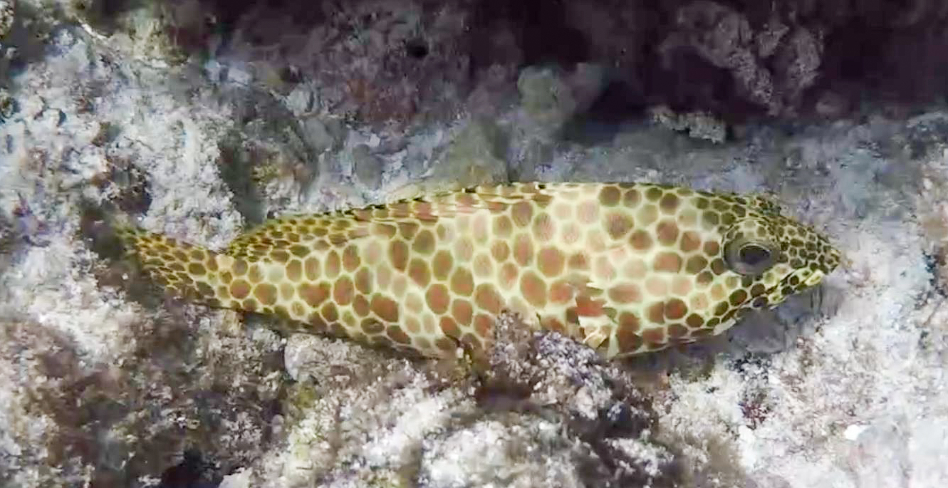 Honeycomb Grouper