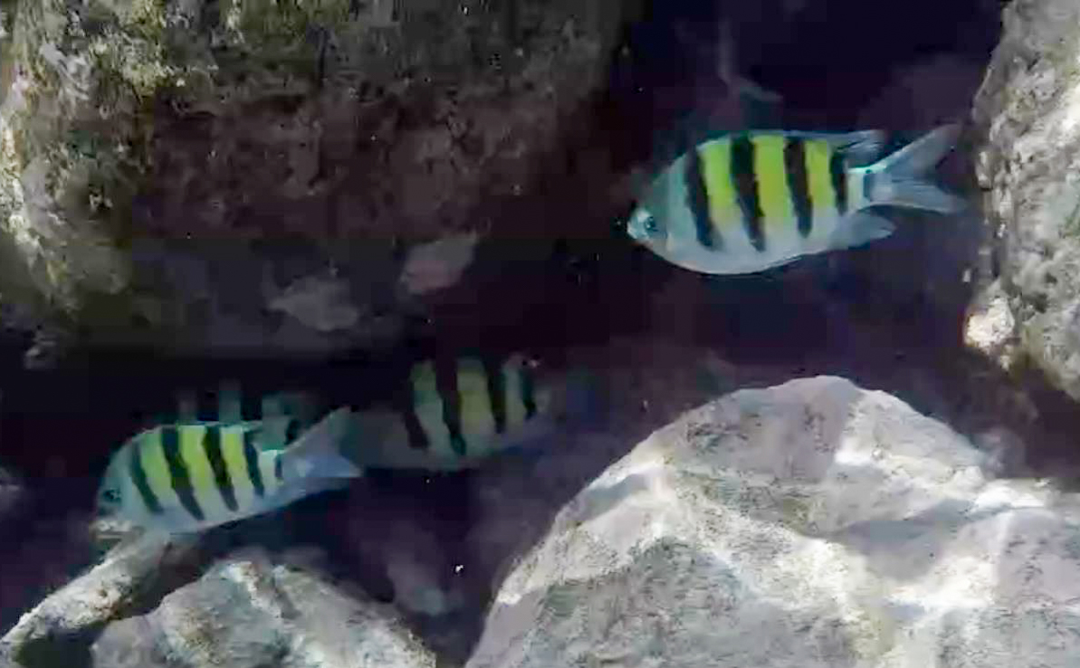 IndoPacific Sergeant