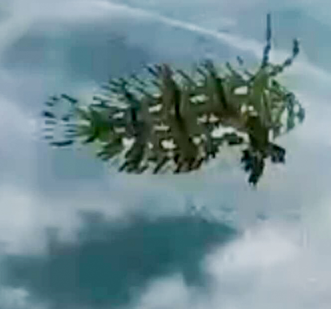 Juvenile Rockmover Wrasse