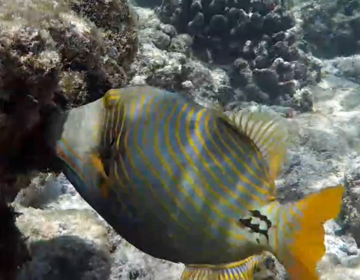 Orange Lined Triggerfish