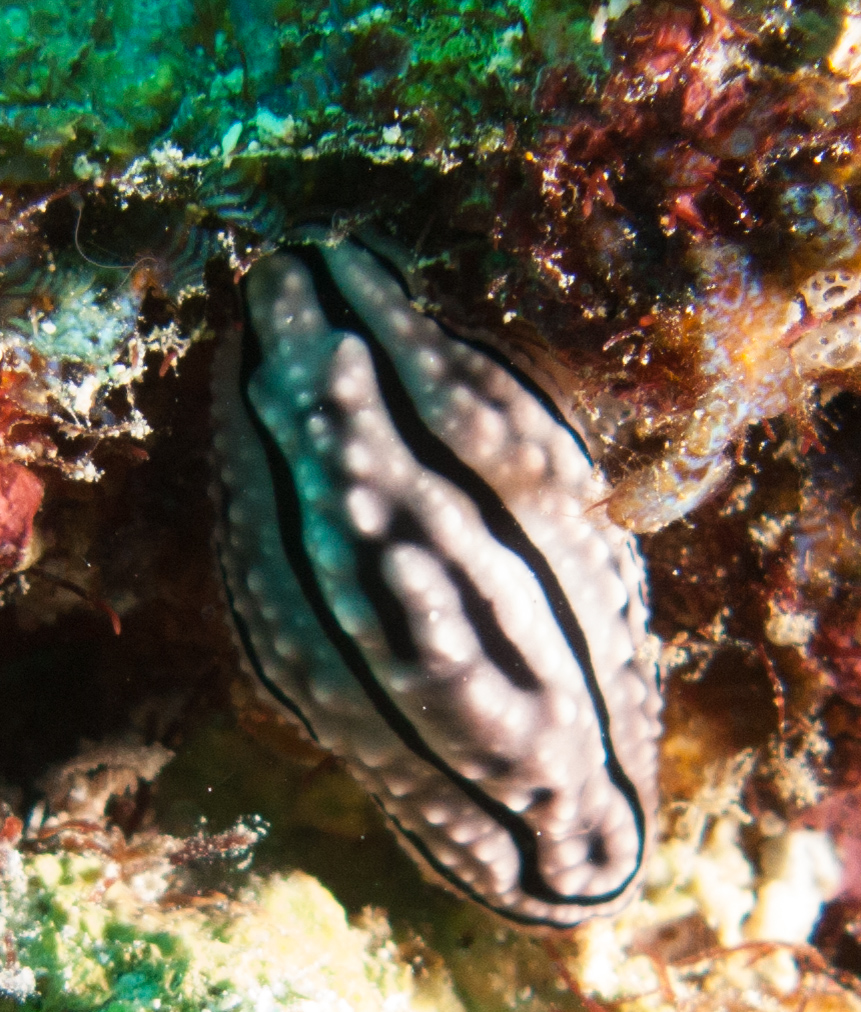 Nudibranch (Phyllidia)
