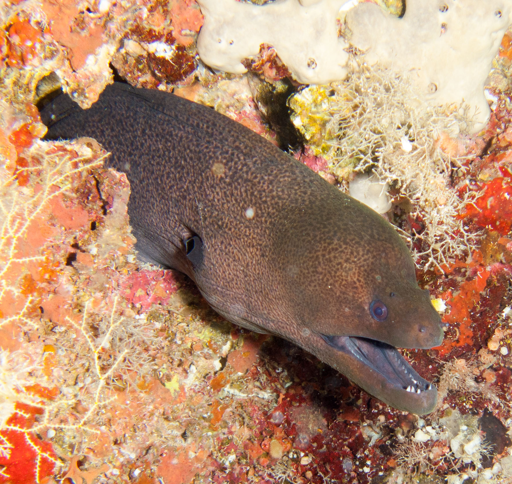 Moray eel