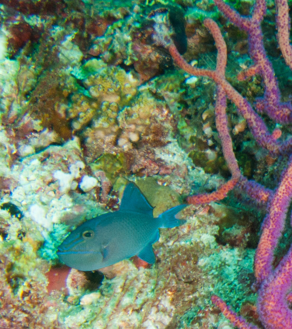 Redtoothed triggerfish