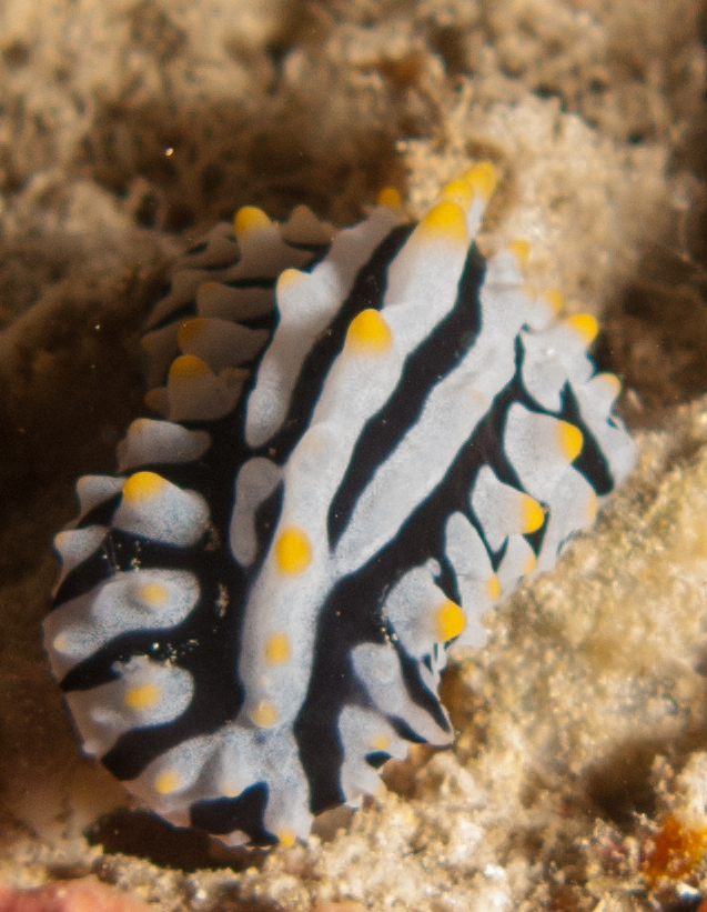 Nudibranch (Phyllidia)