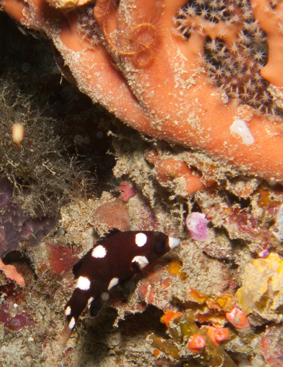 Axilspot Hogfish (juvenile)
