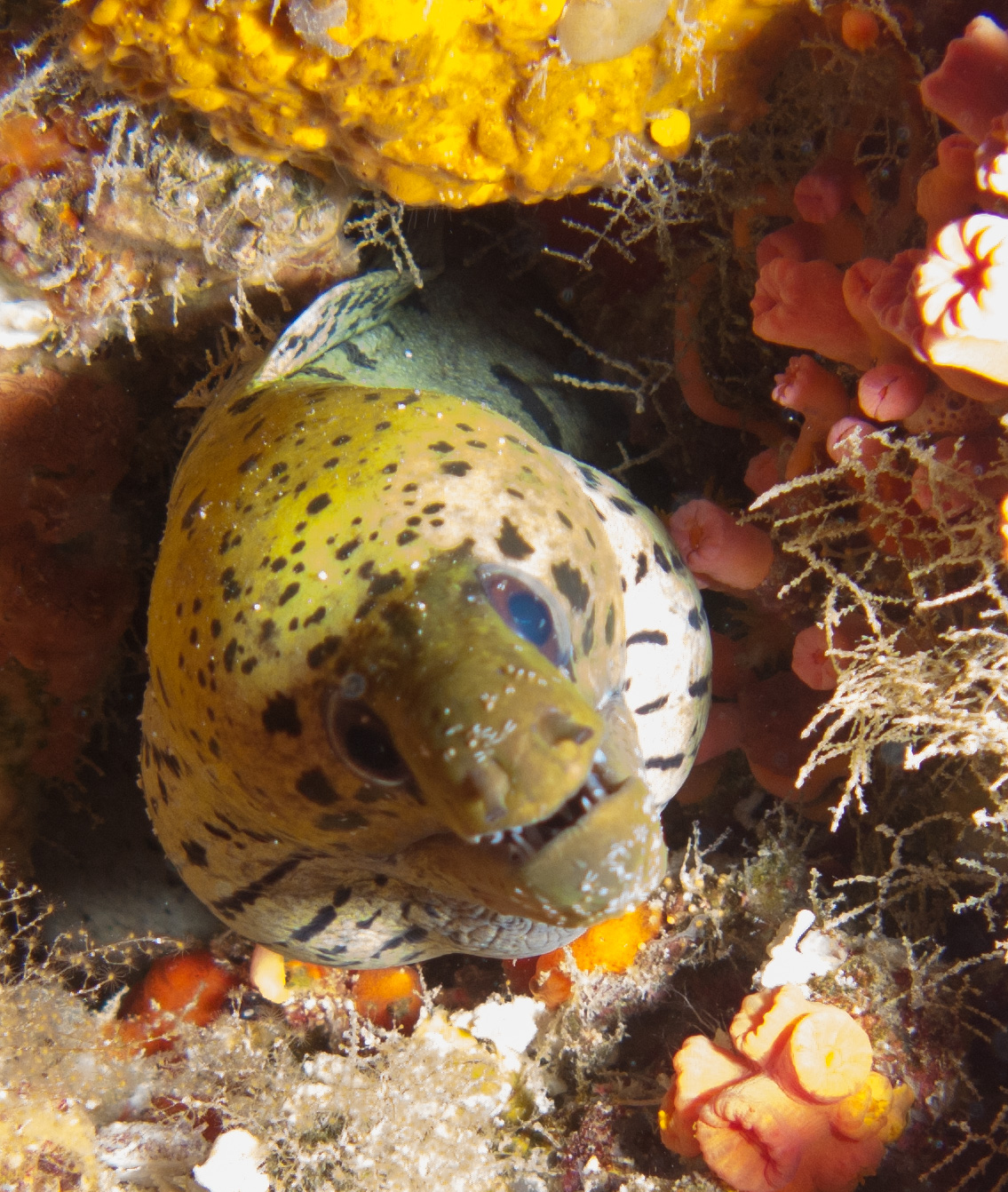 Moray eel