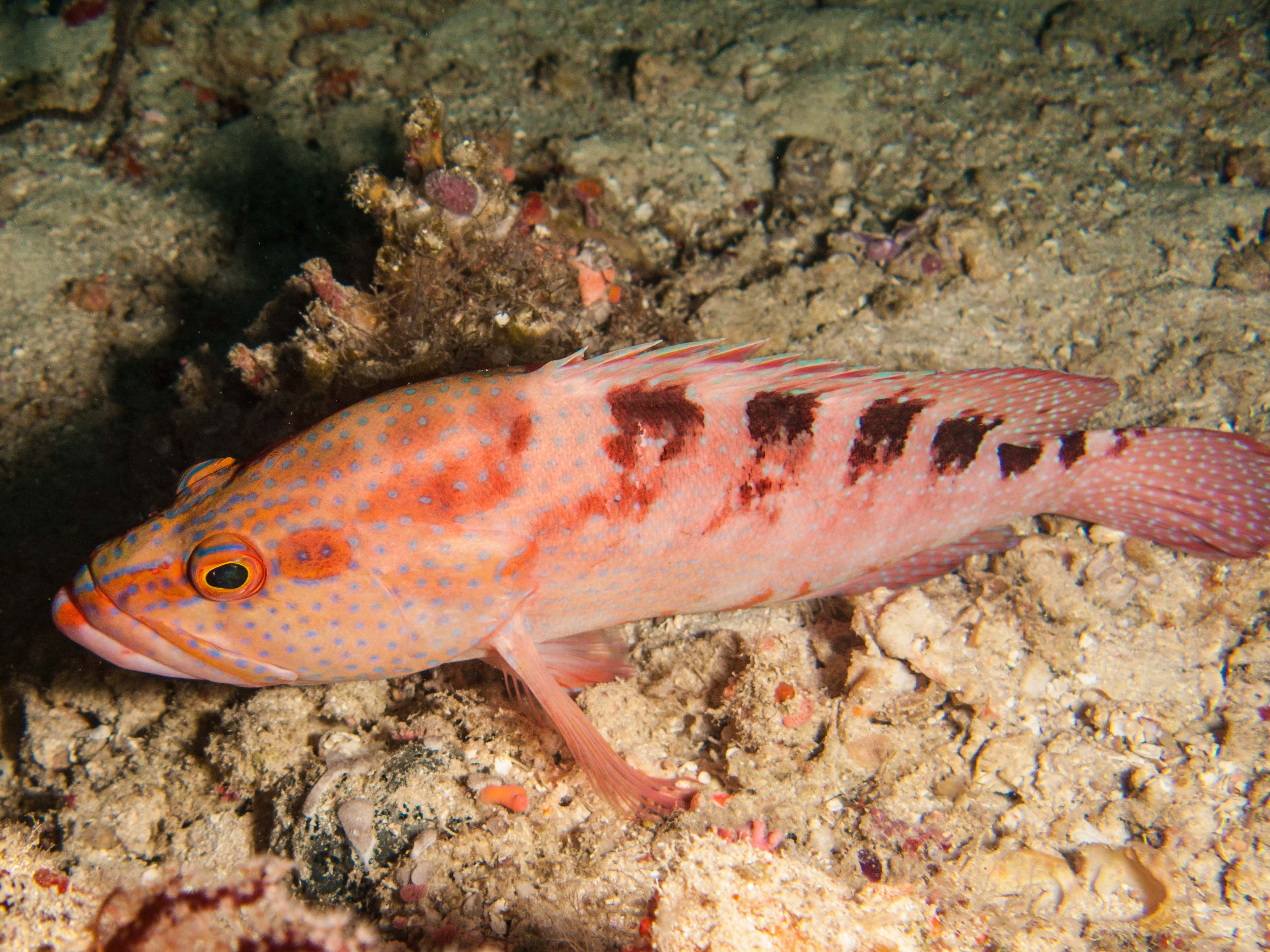 Coral Grouper (Cephalopholis miniata)