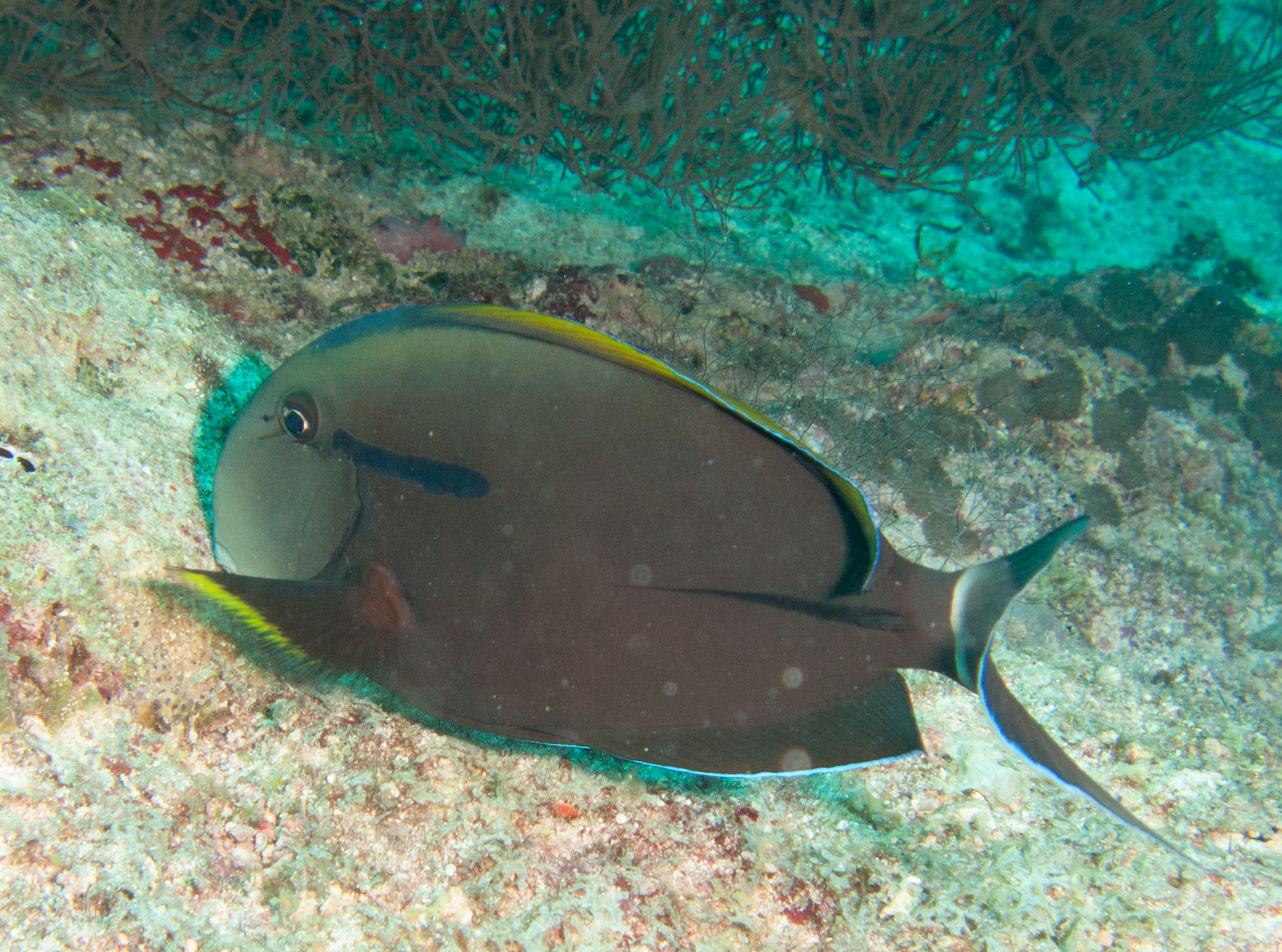 Eyestripe surgeonfish