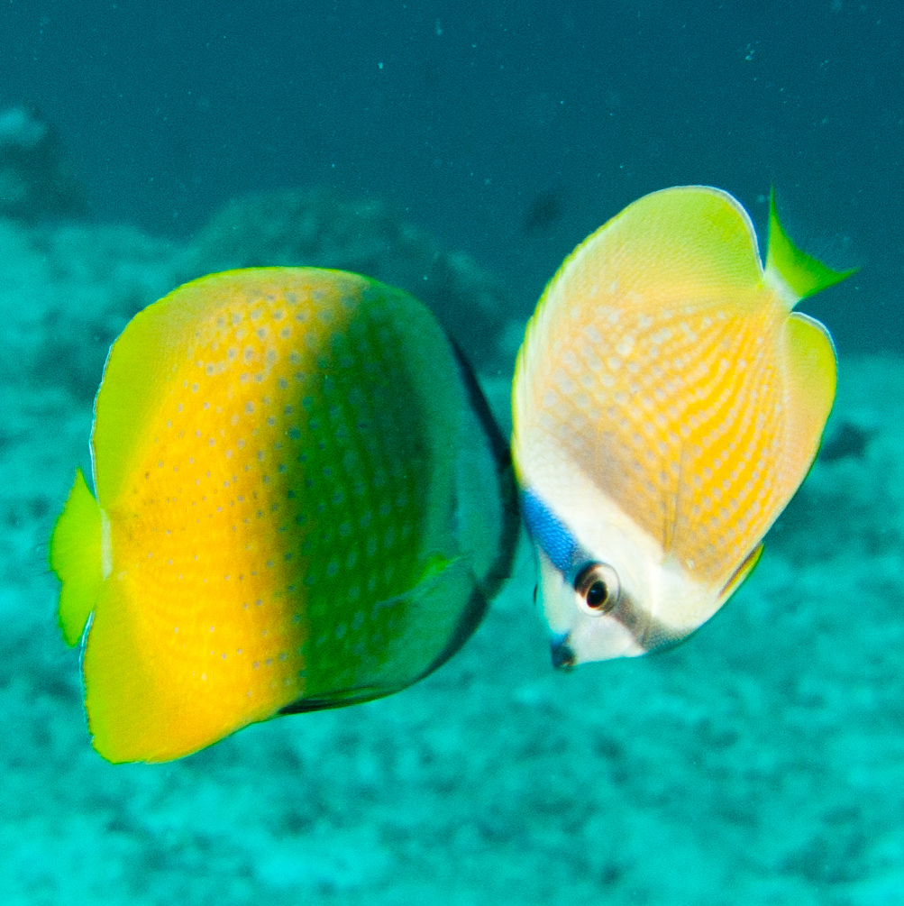 Blacklip Butterflyfish