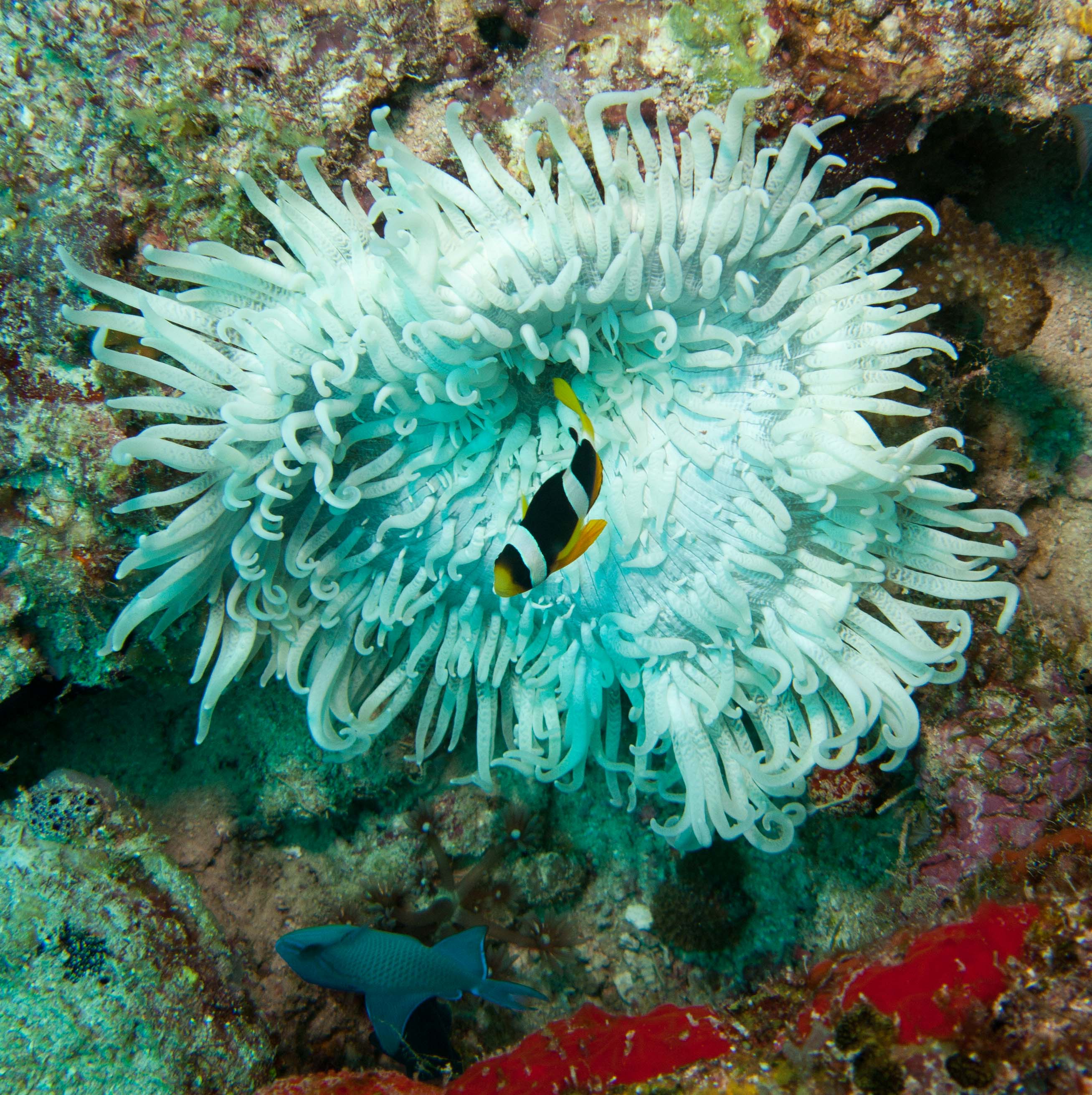 Anemonefish