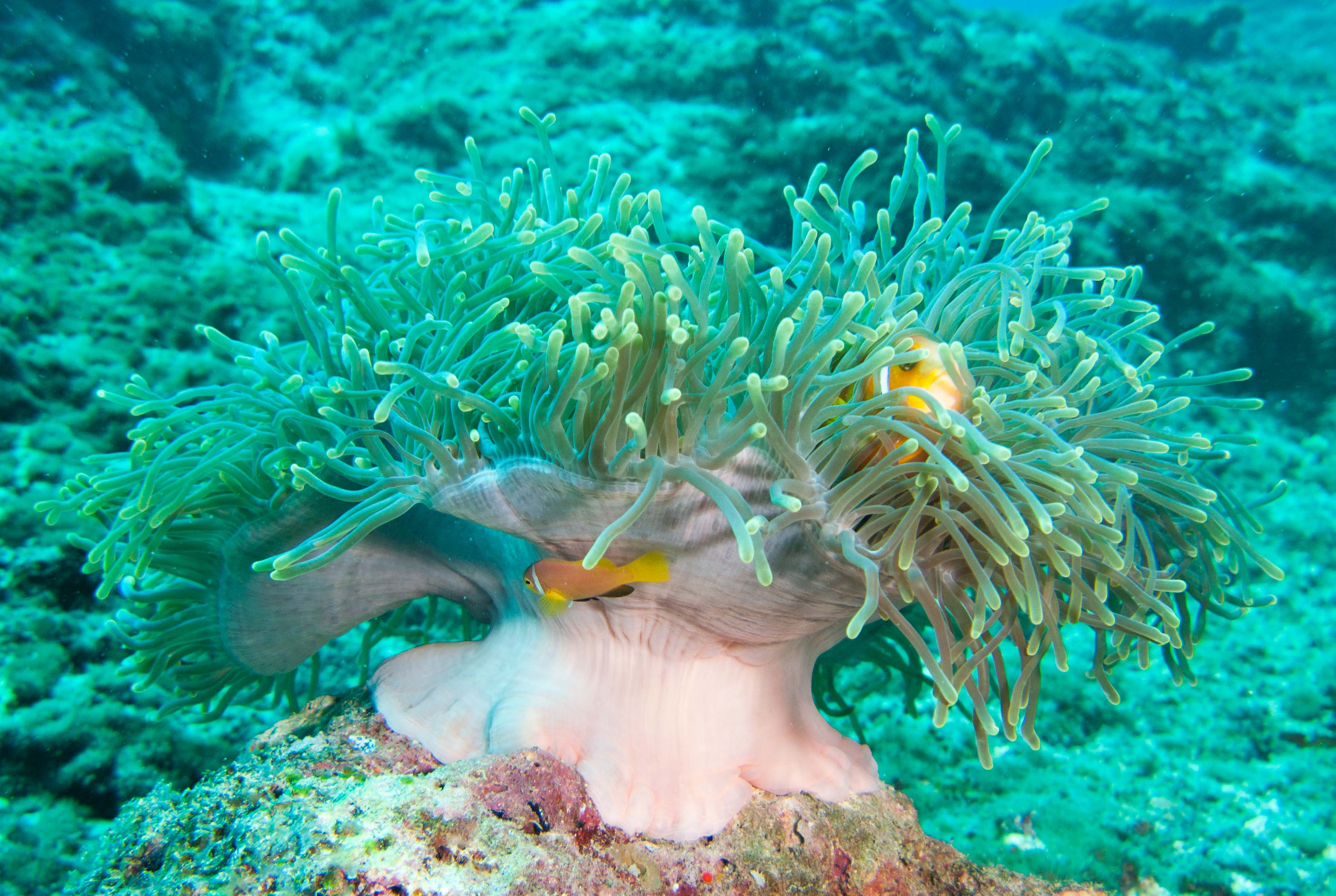Magnificent Sea Anemone & Maldives Anemonefish