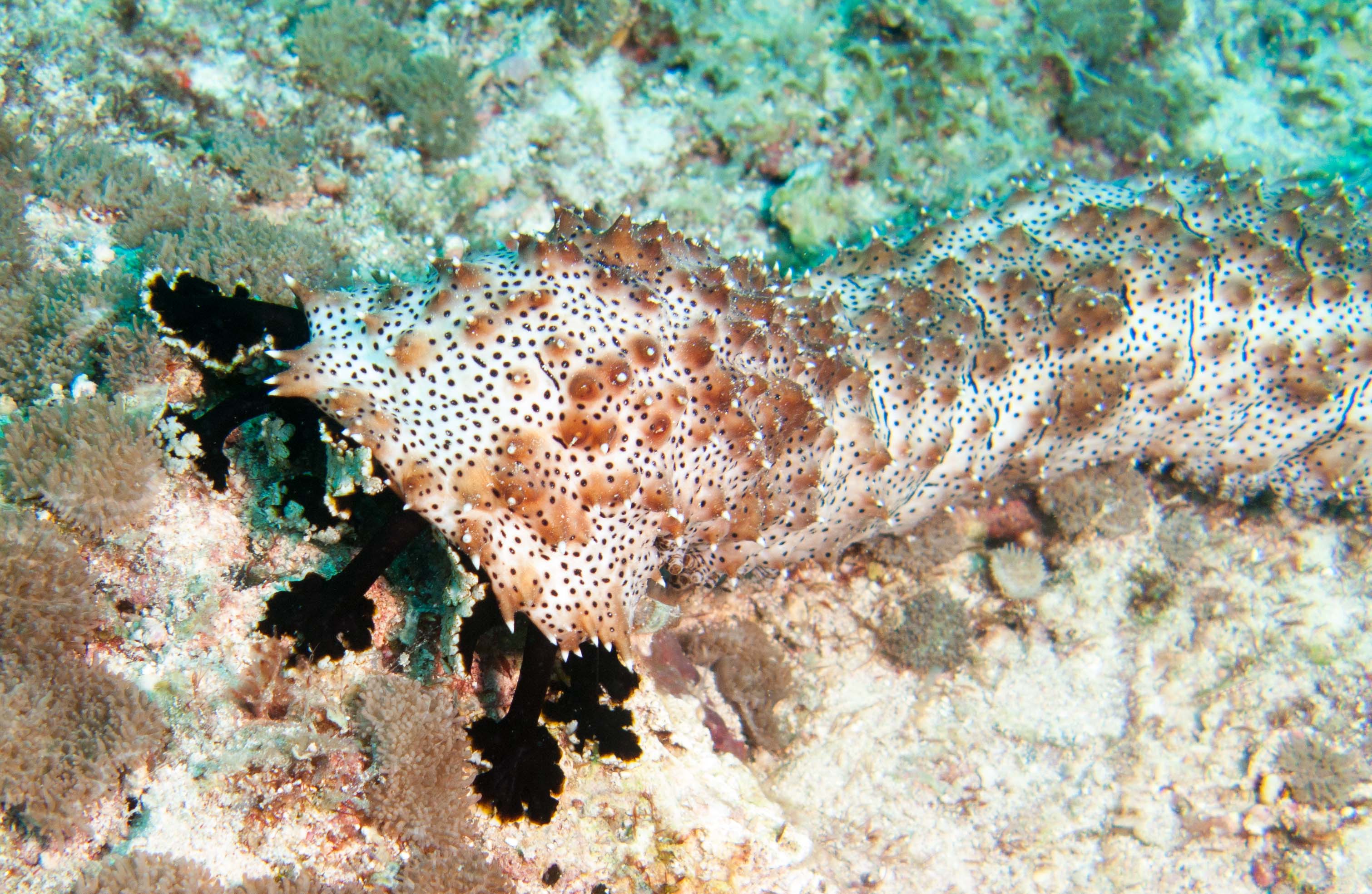 Sea cucumber