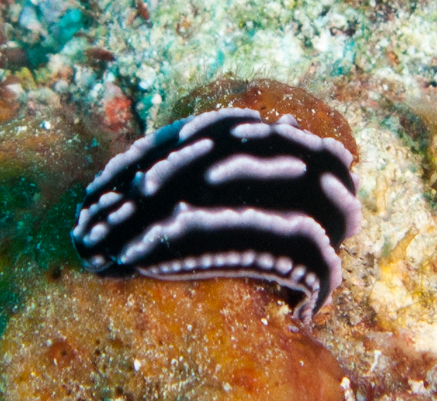 Nudibranch (Phyllidia)