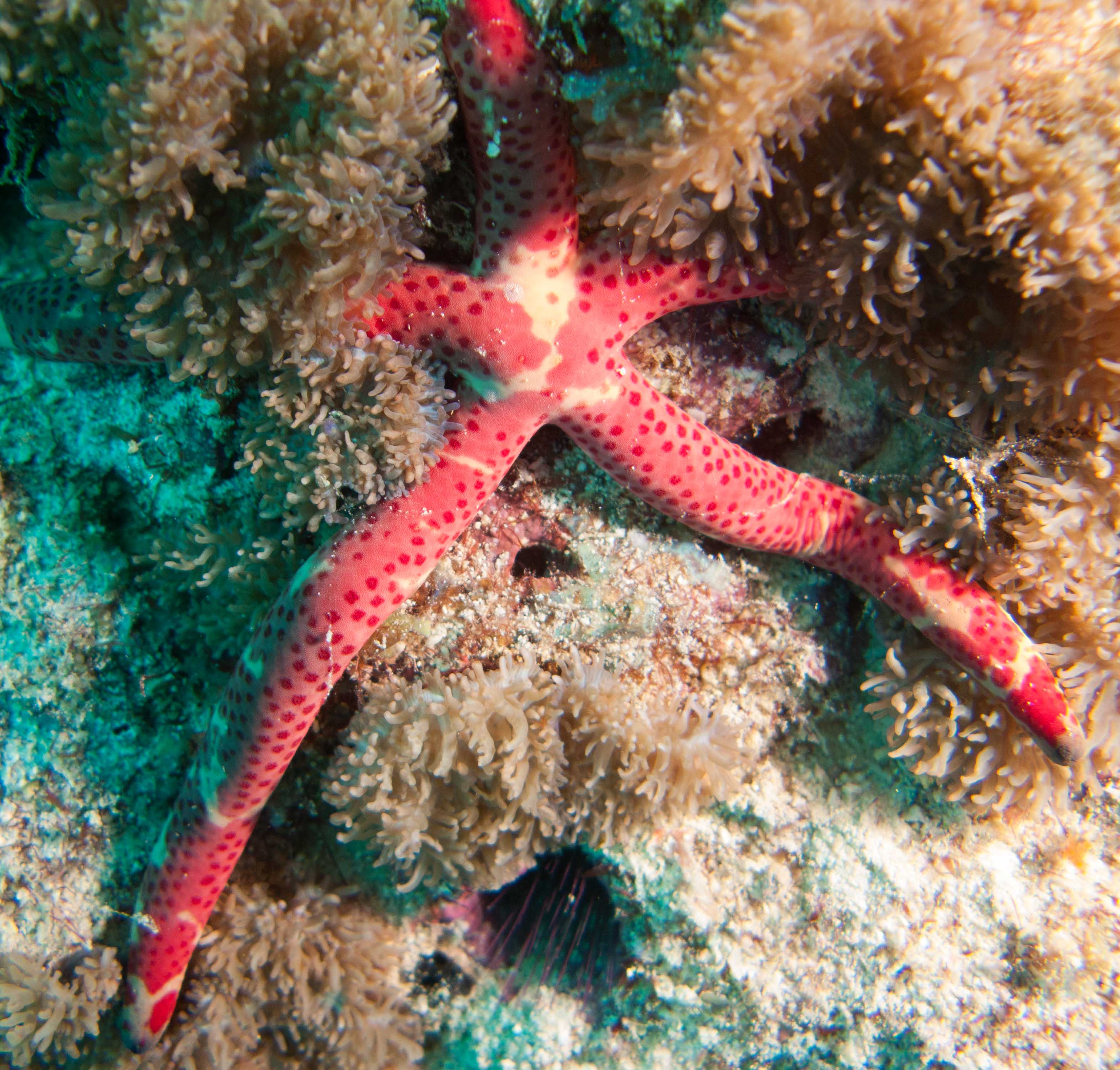 Mottled Linckia (Linckia multifora)