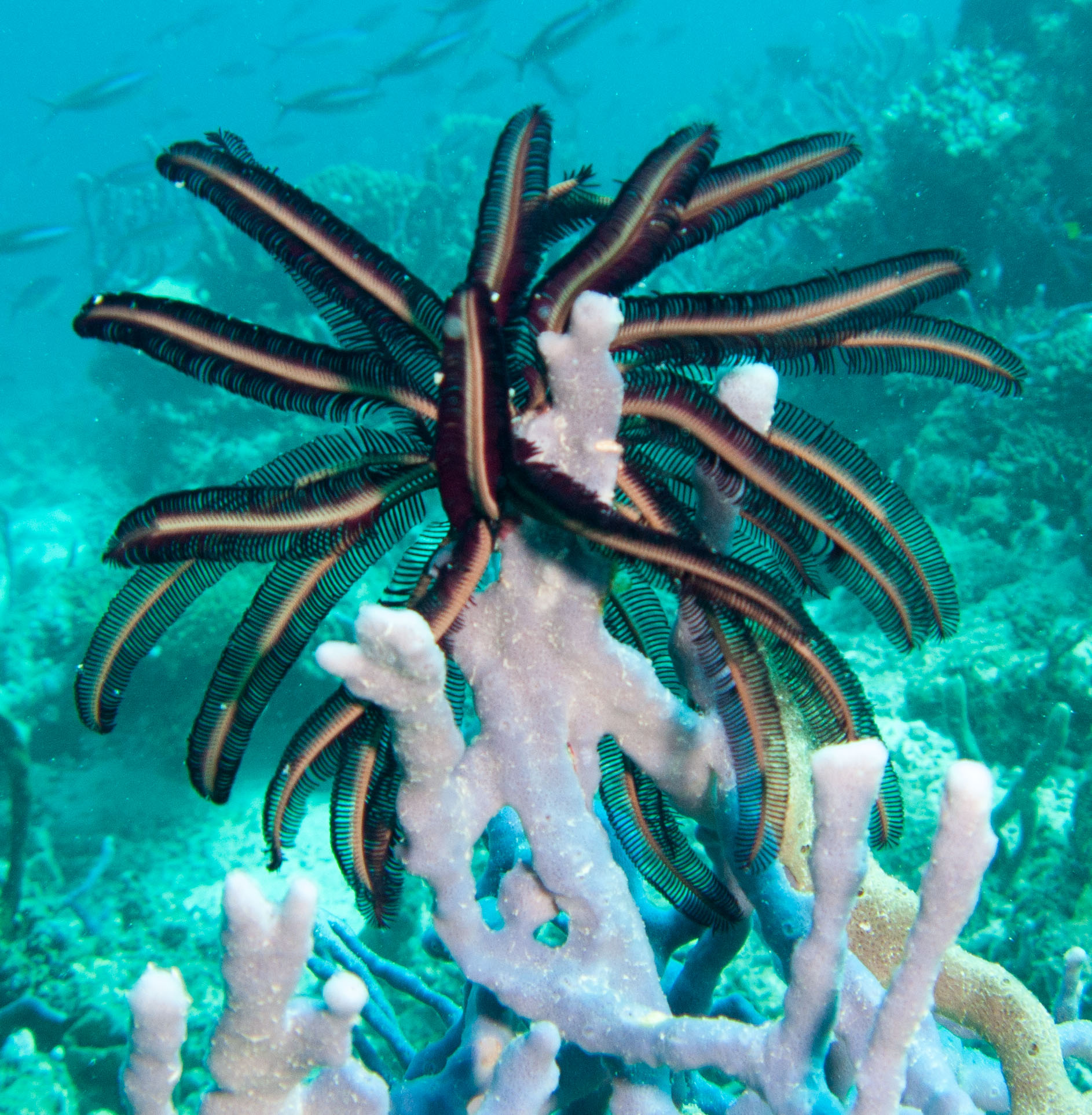 Feather star on coral