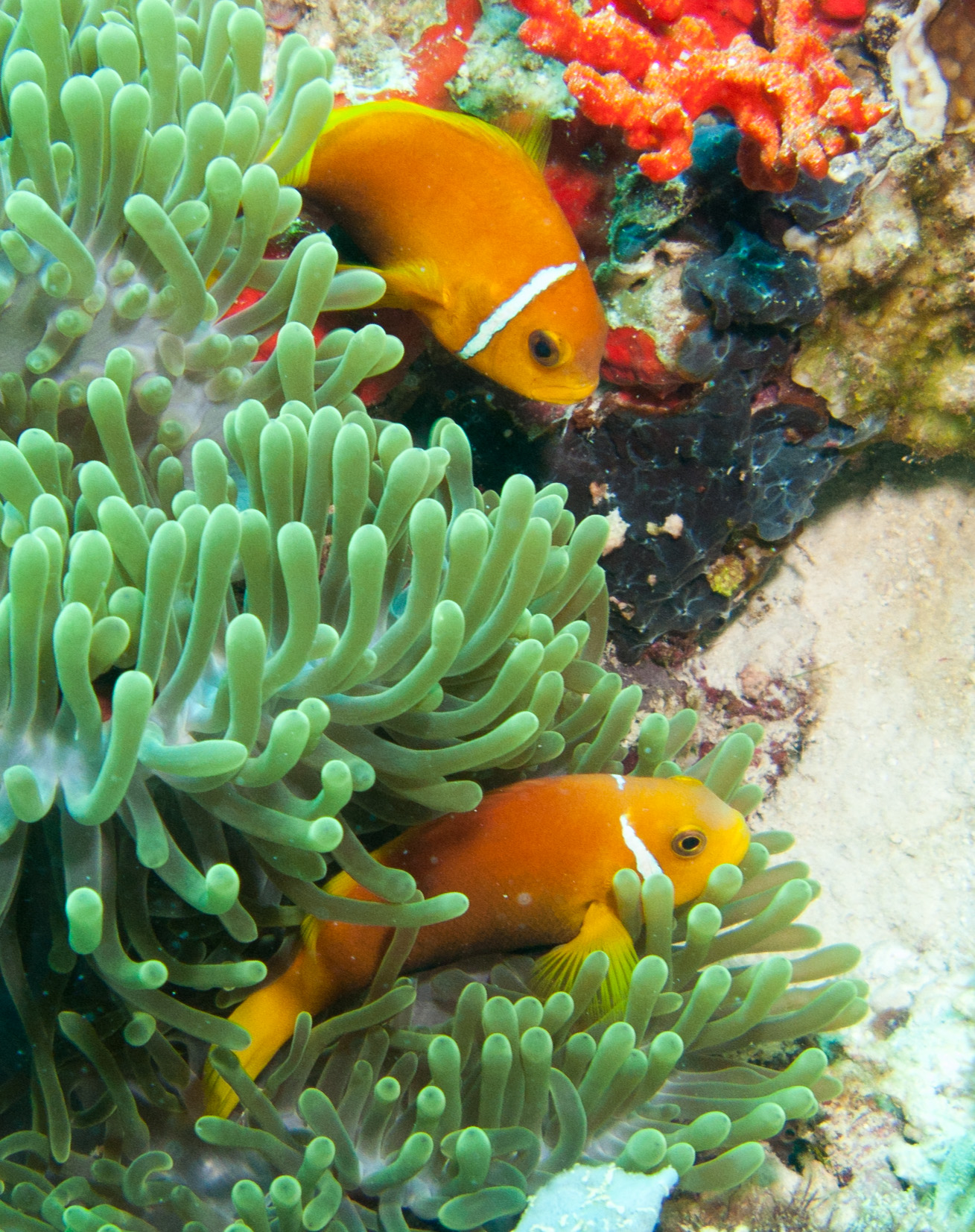Anemone (clown) fish