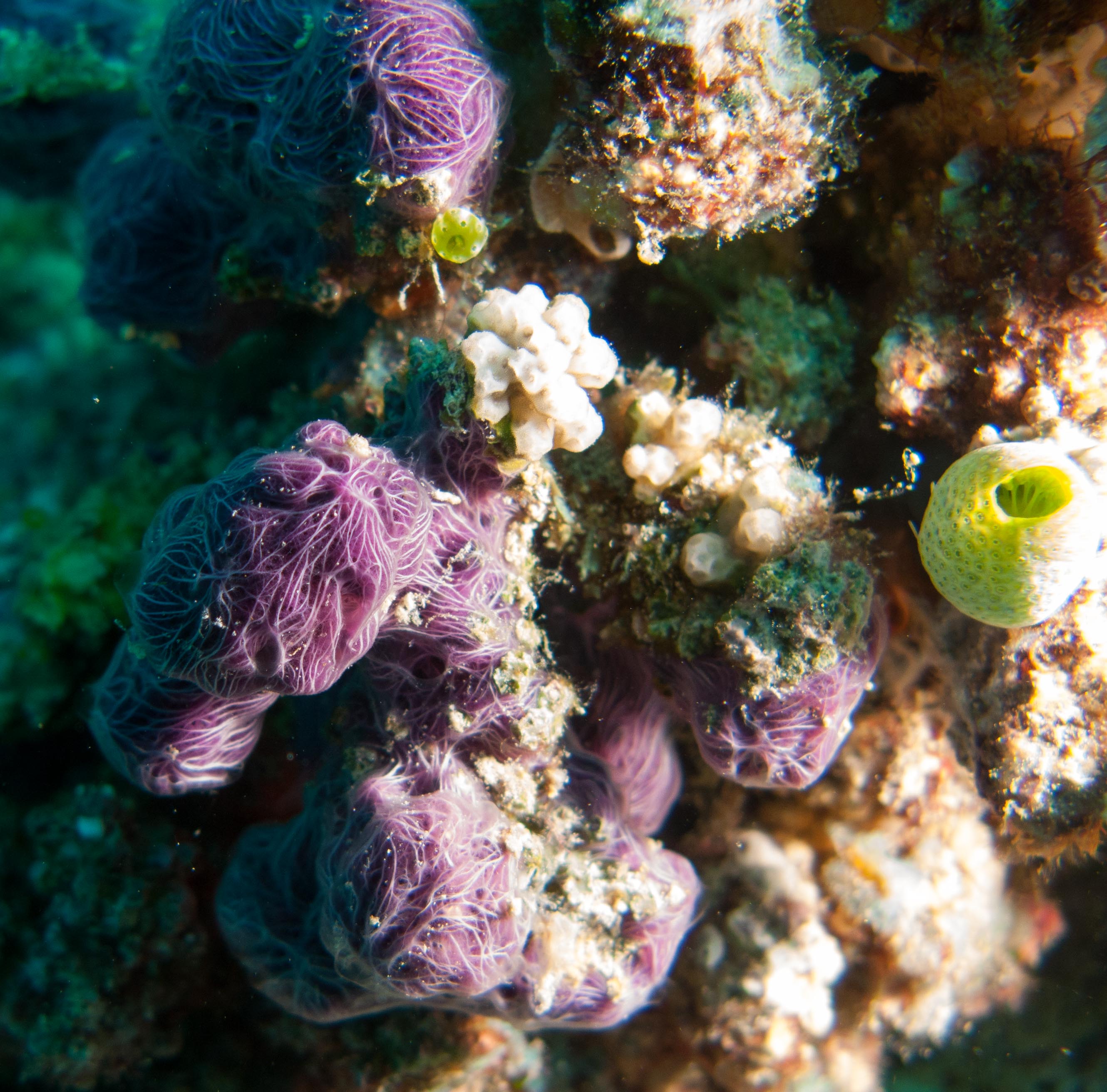 Purple sponge (Chalinula nematifera)