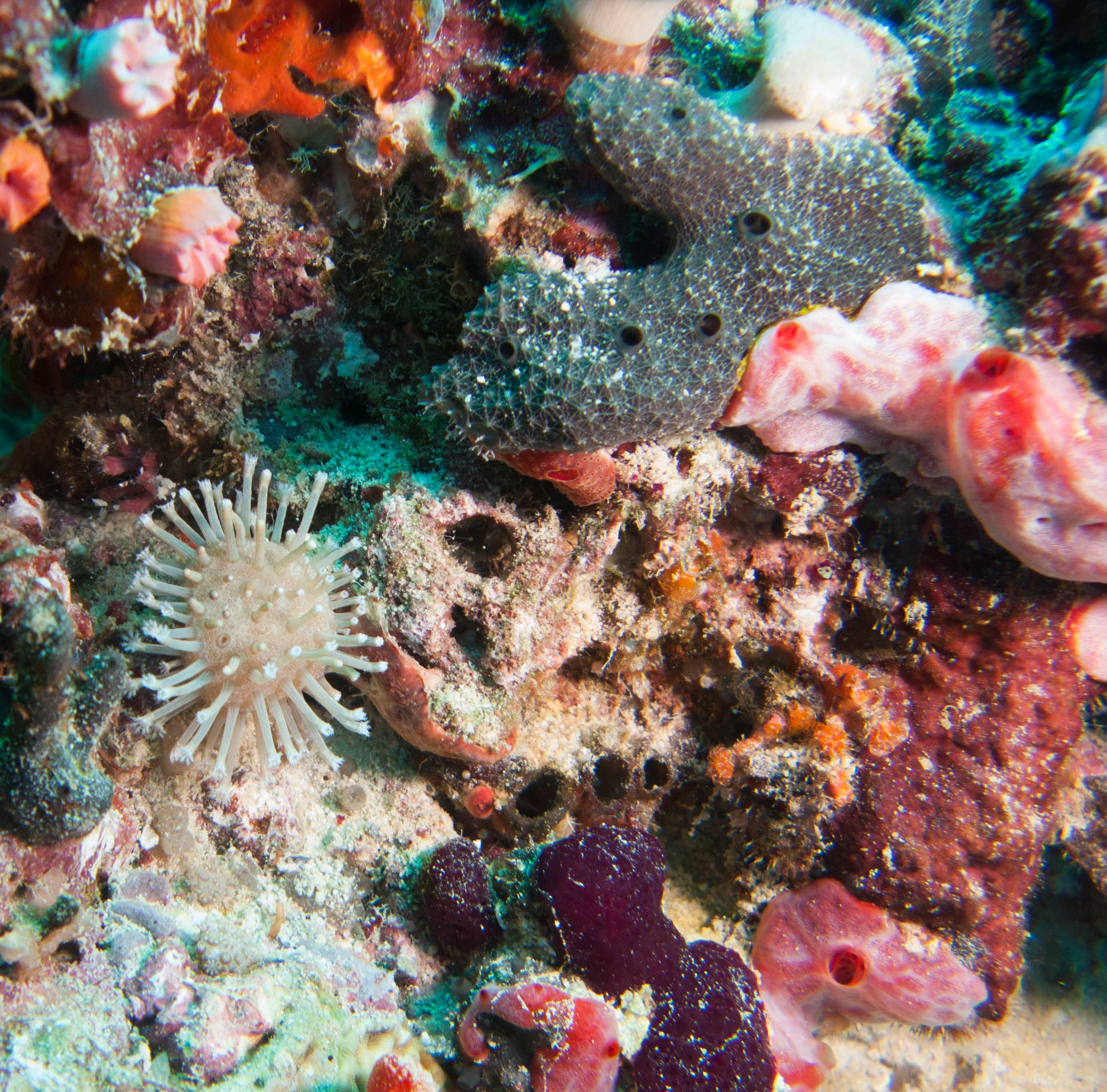 Sea squirts, mushroom leather coral, & stinker sponge