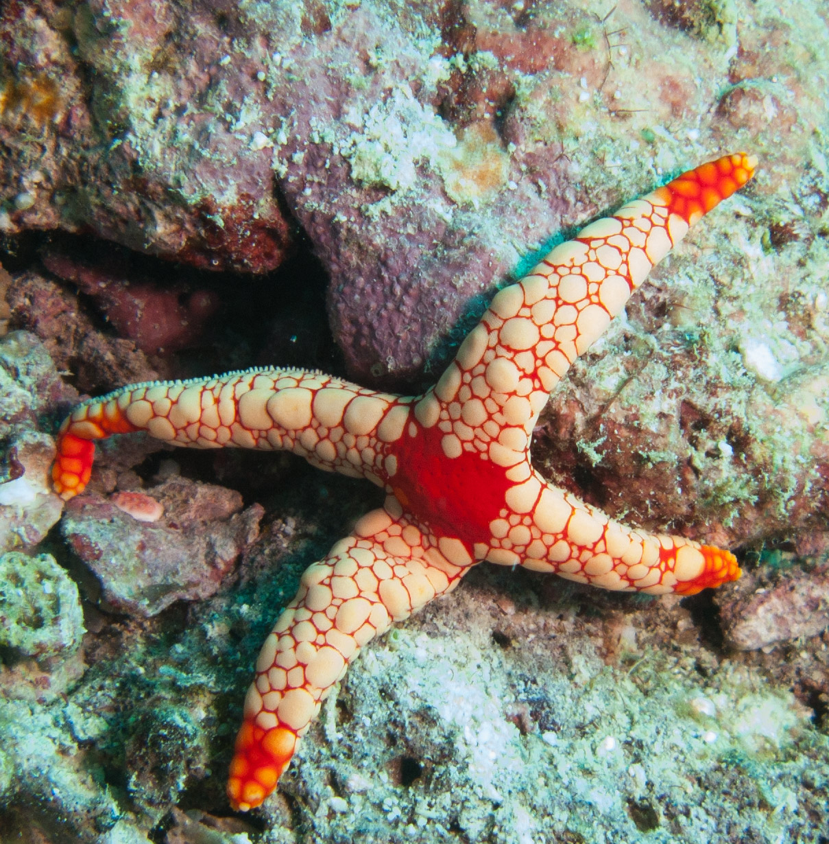 Peppermint Sea Star (Fromia monilis)