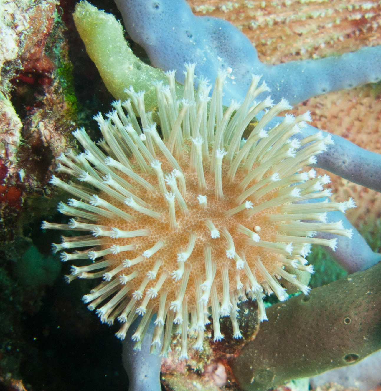Mushroom leather coral