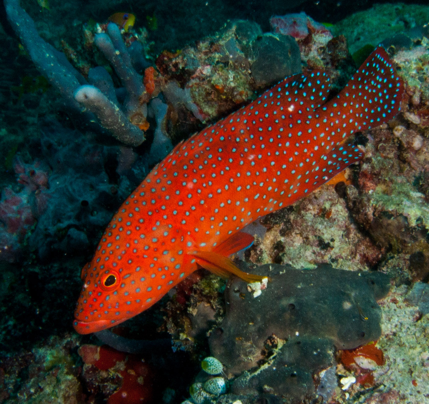Coral hind (Vermillion rockcod)