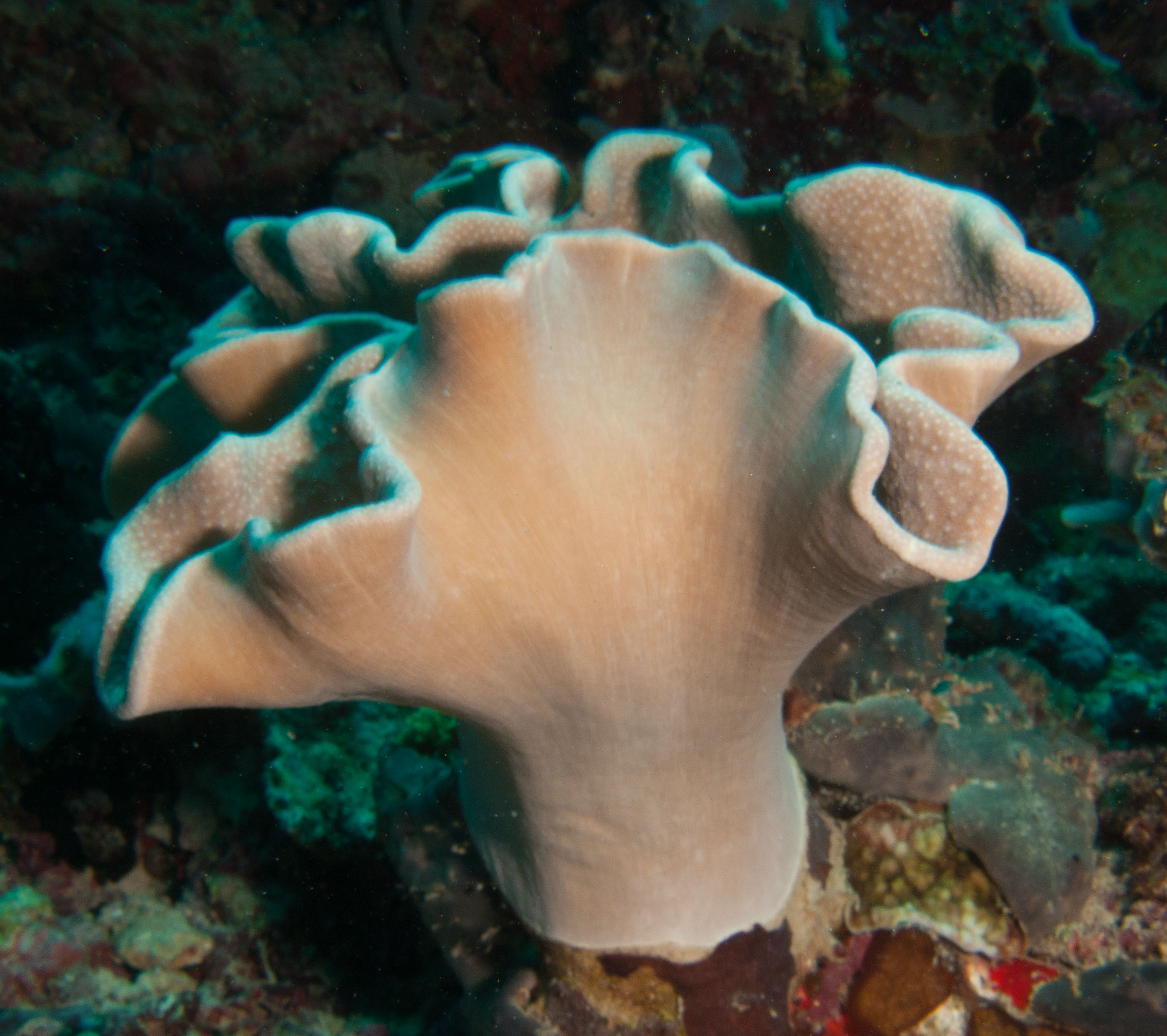 Mushroom Leather Coral