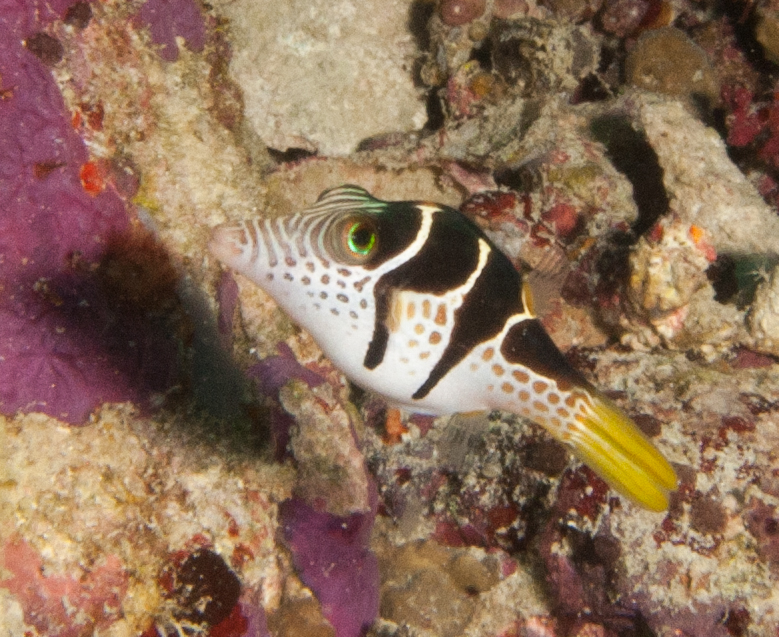 Saddled sharpnose puffer (Canthigaster valentini)