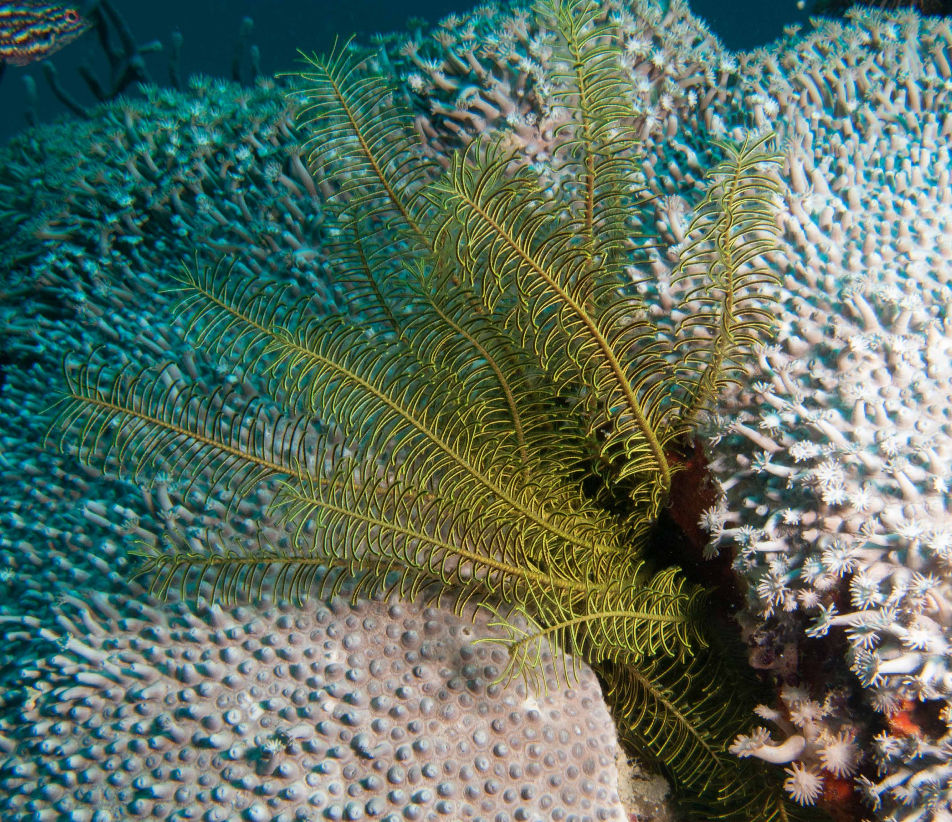 Feather star