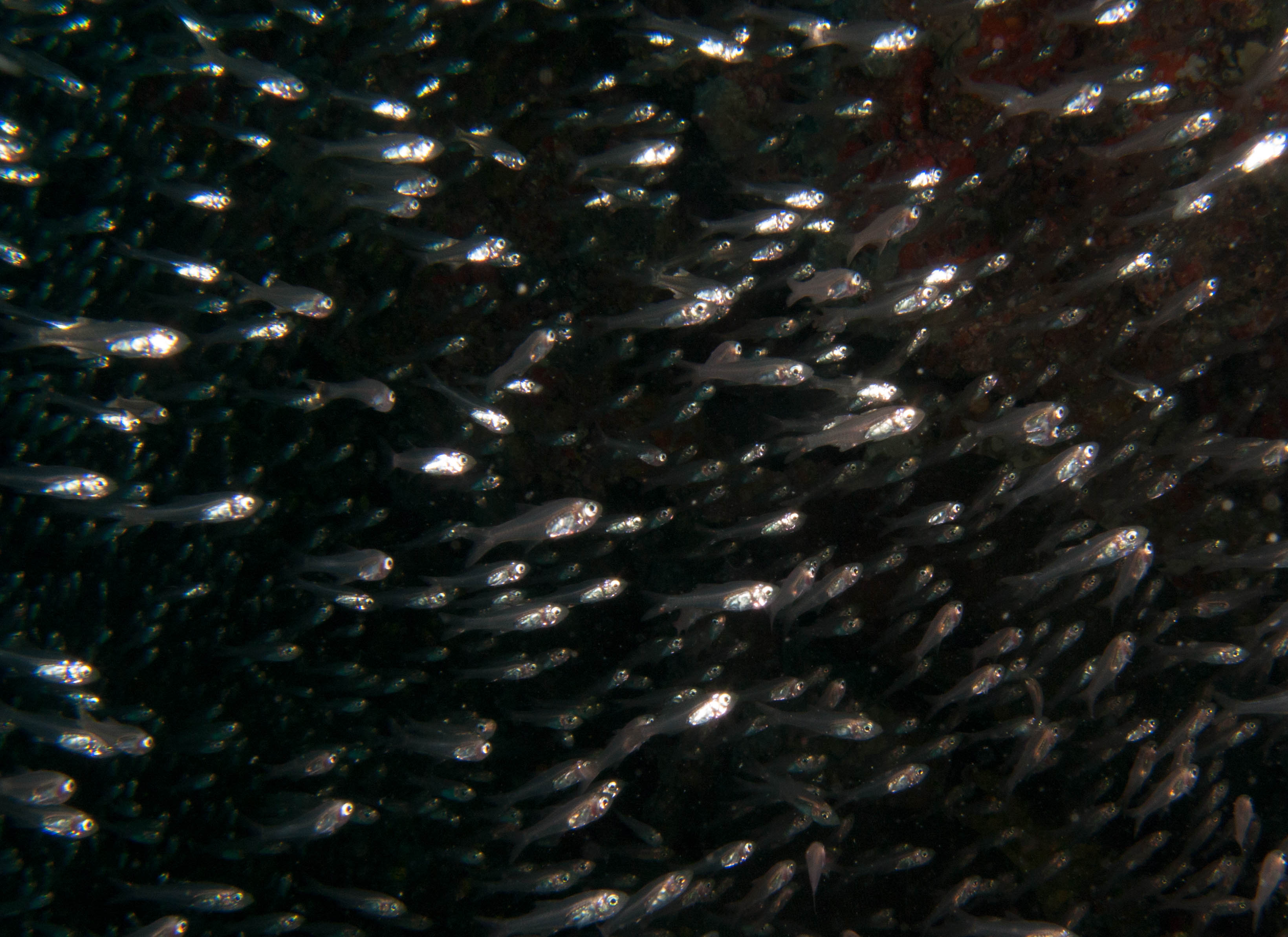 Glass fish (Golden sweepers)