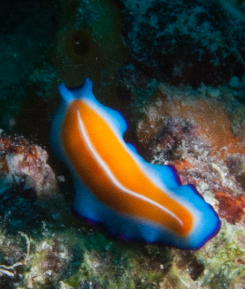 Flatworm (Pseudoceros susanae)