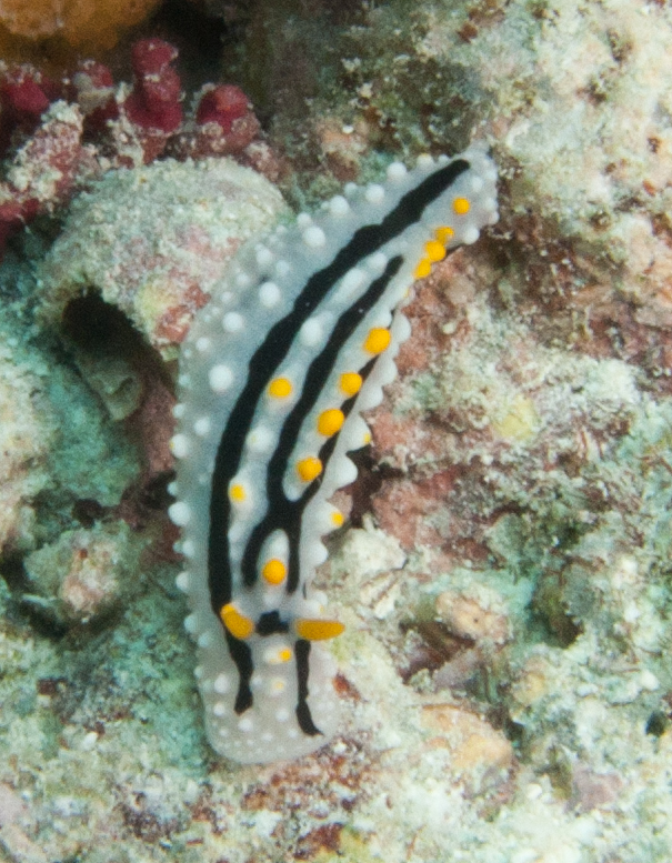 Nudibranch (Phyllidia)