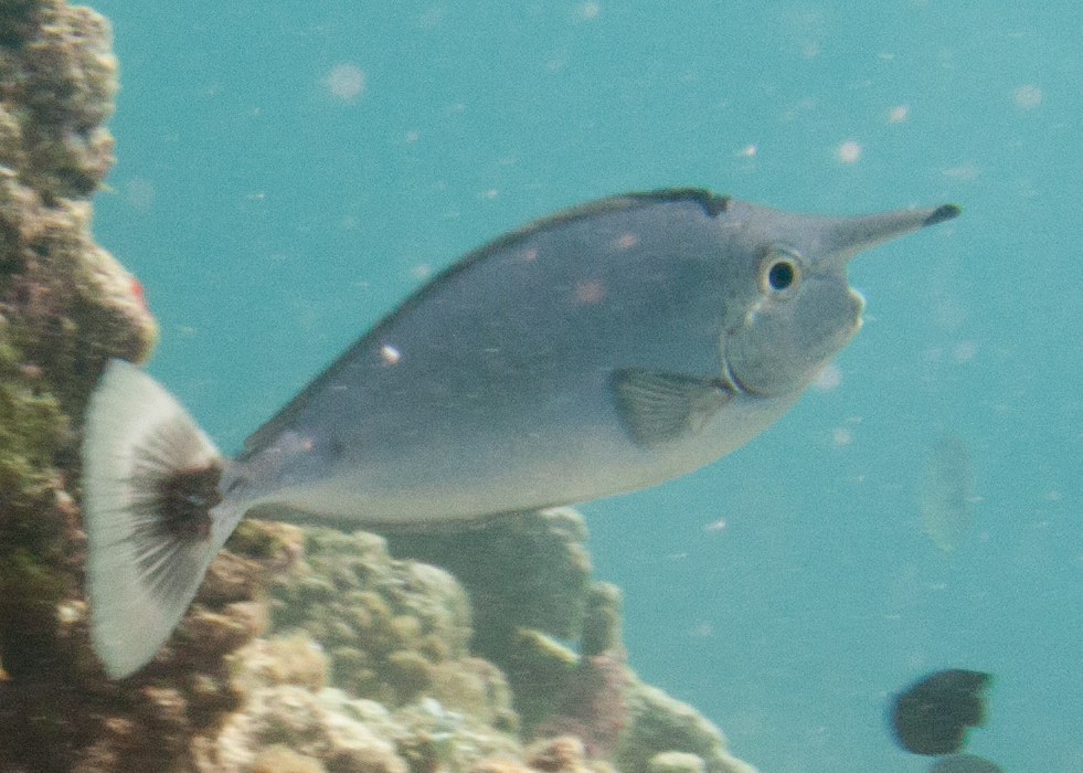 Spotted unicornfish (Naso brevirostris)