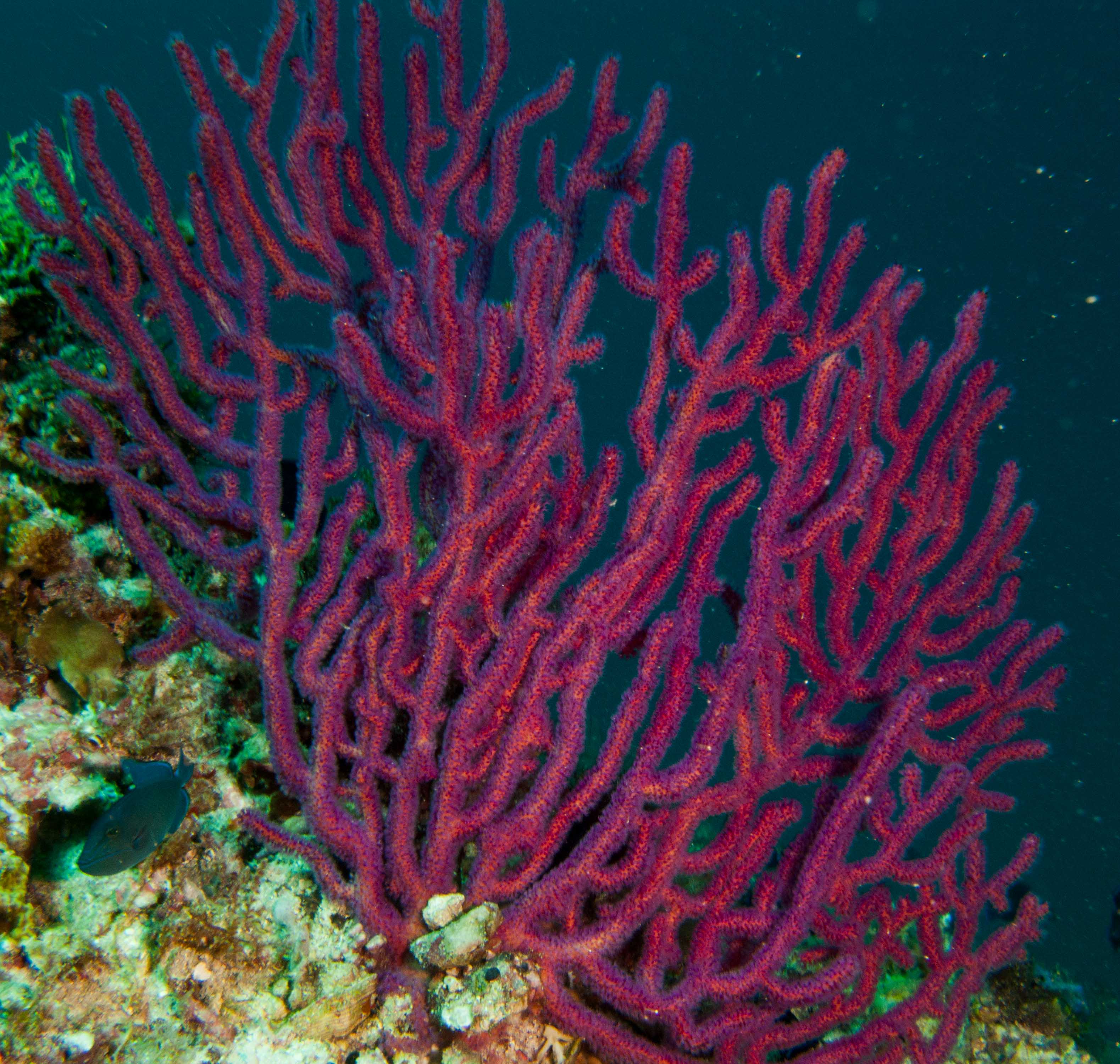 Candelabra gorgonian