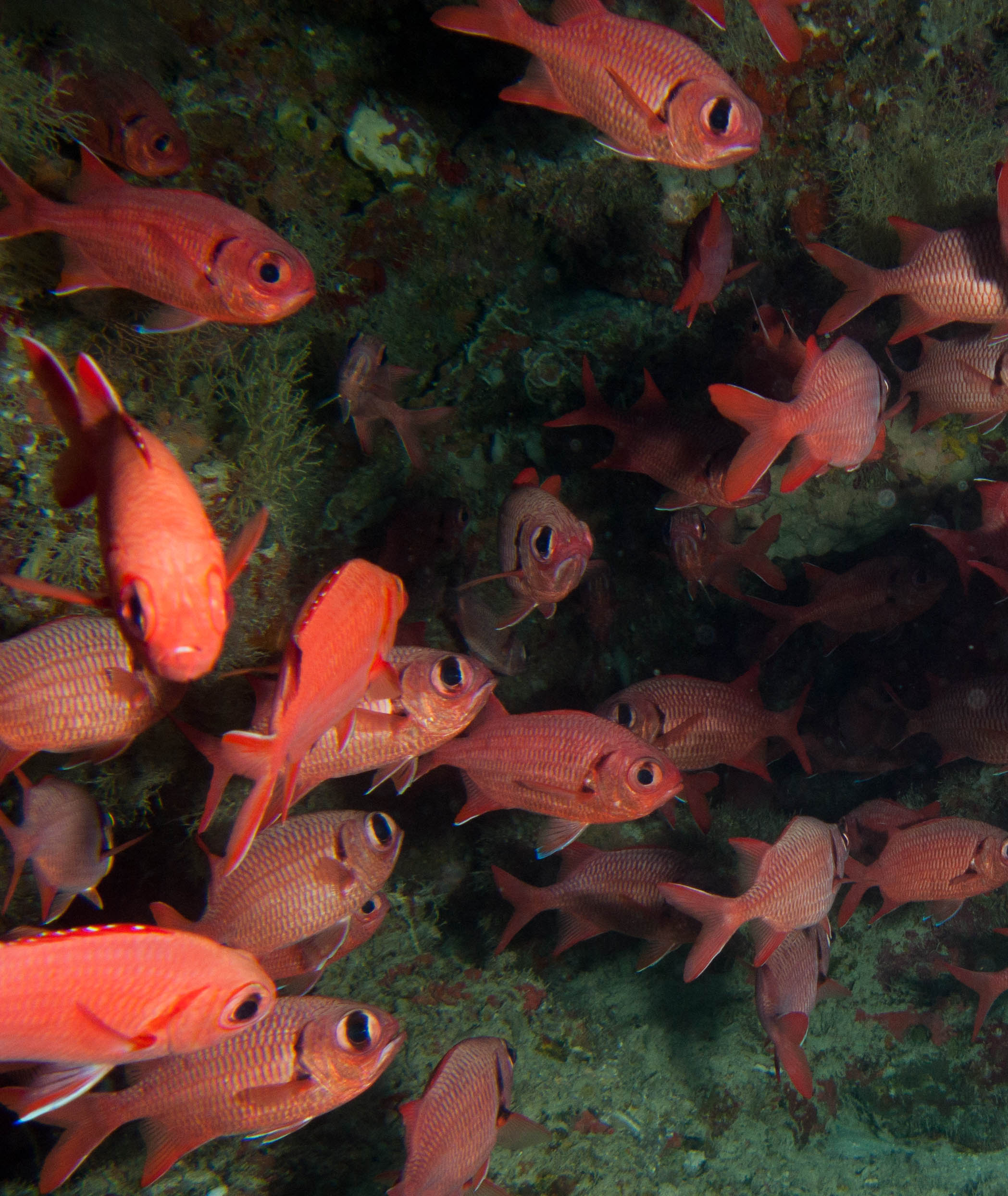 Squirrelfish (Bigscale Soldierfish)