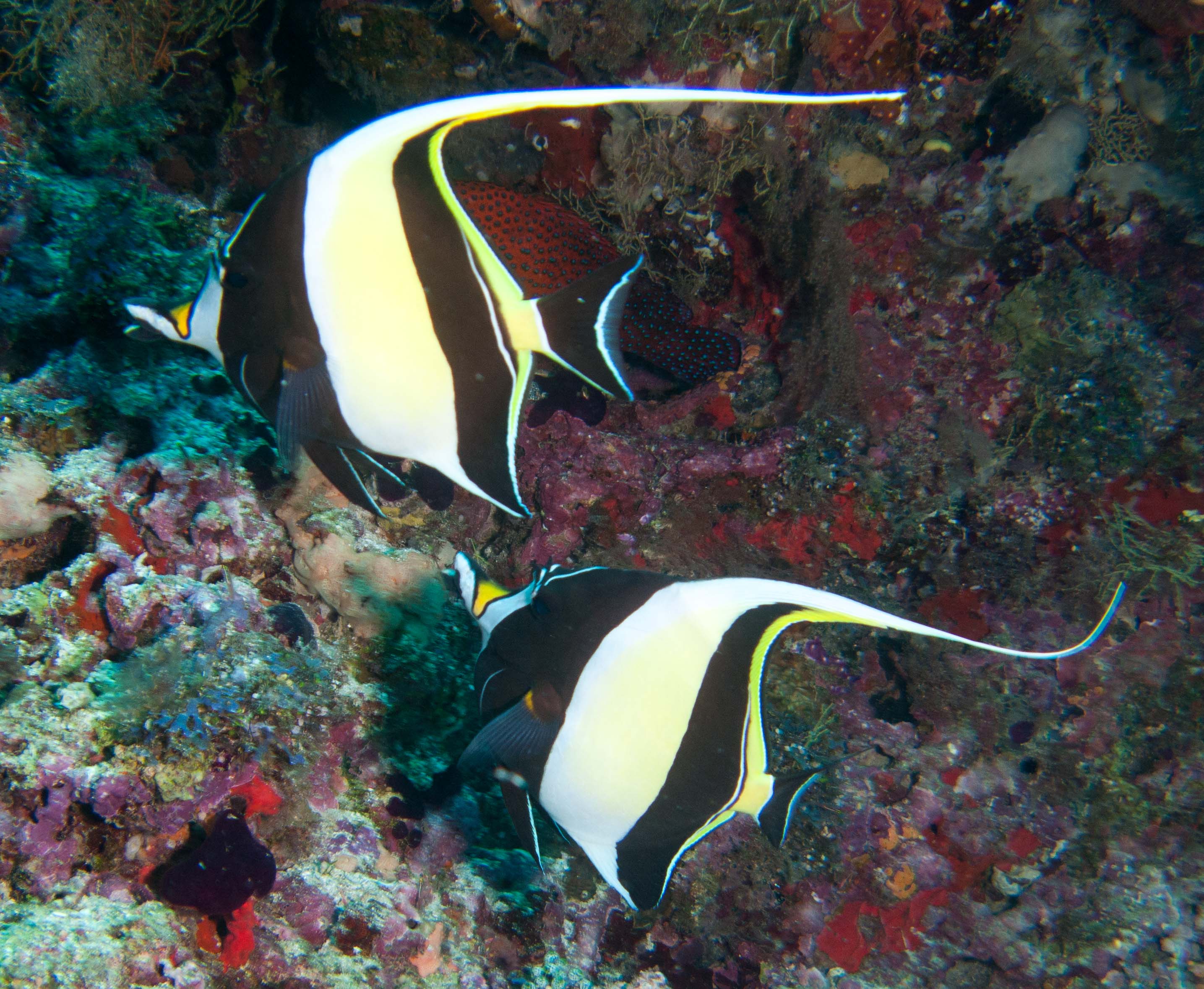 Moorish idol