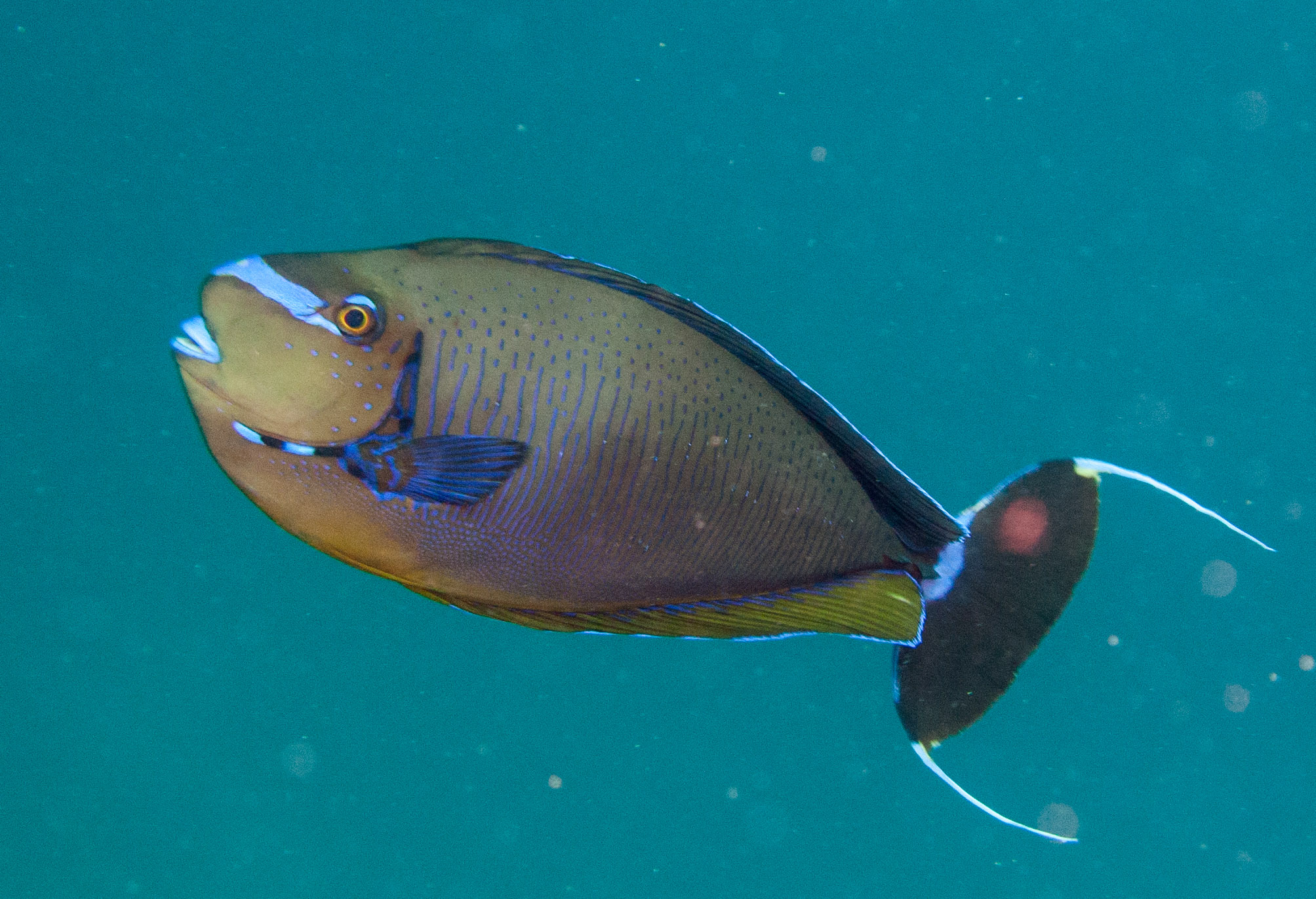 Bignose unicornfish (Naso vlamingii)