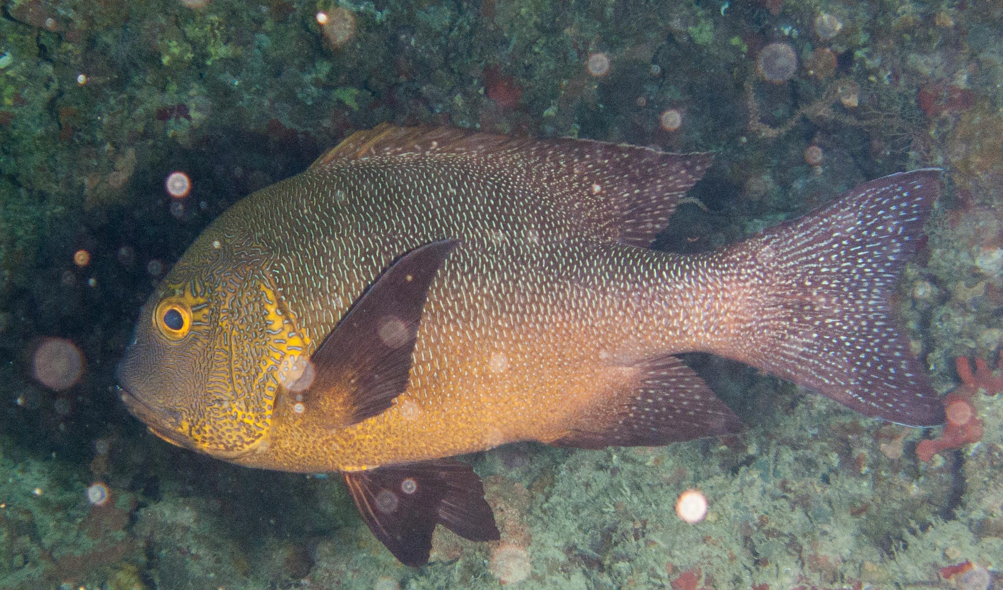 Midnight Snapper (Macolor macularis)