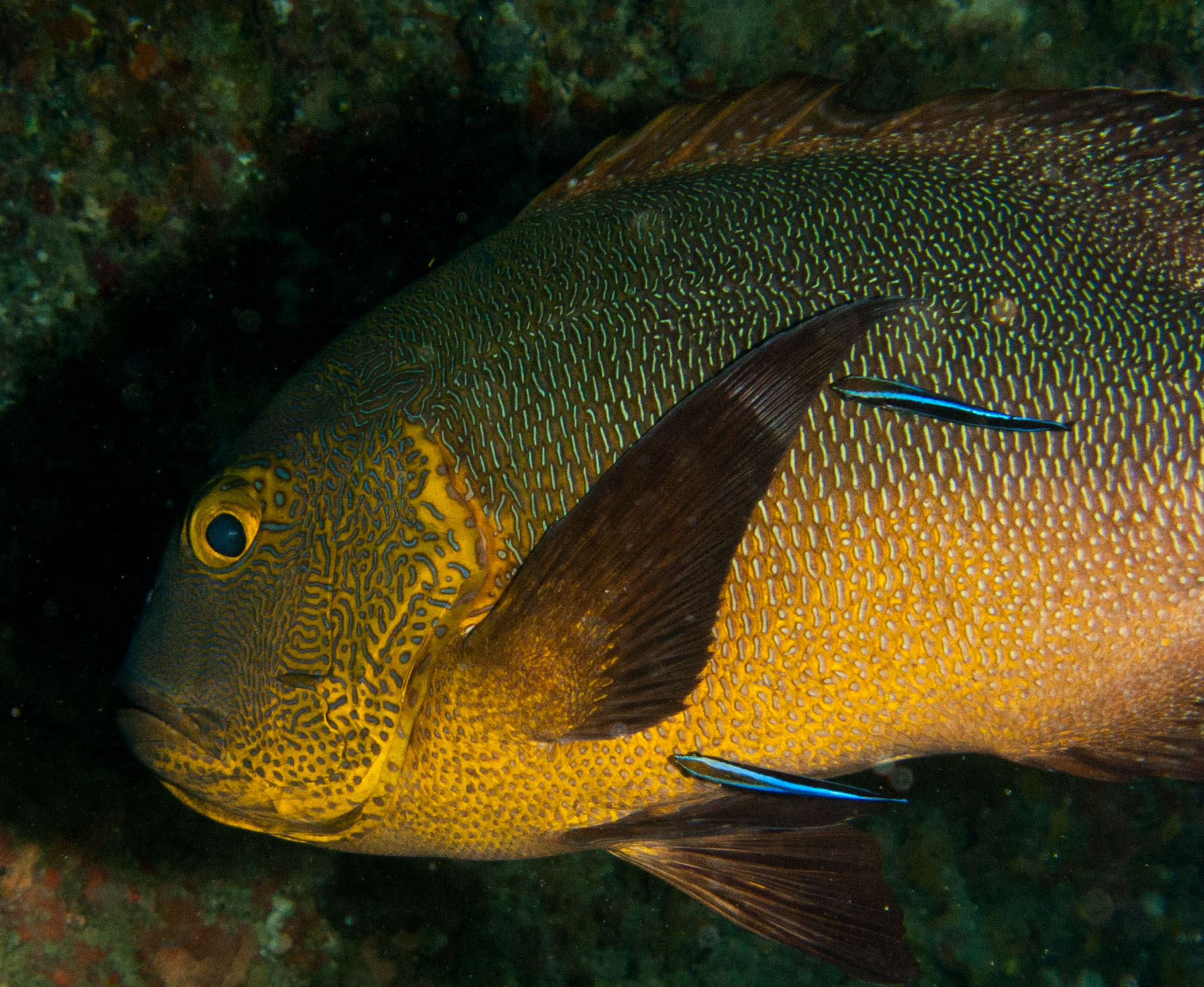 Midnight Snapper & Bluestreak Cleaner Wrasse