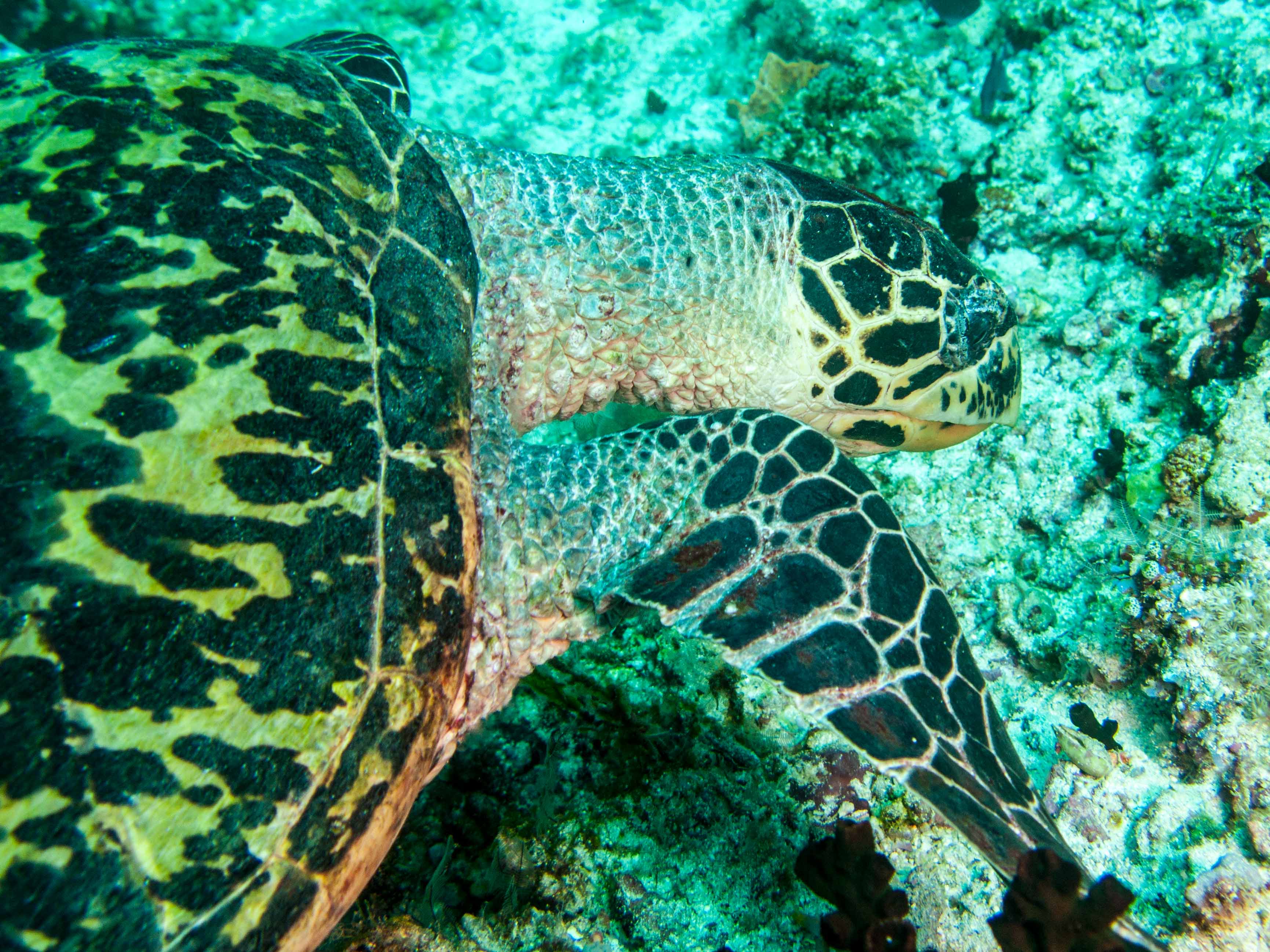 Hawksbill Turtle