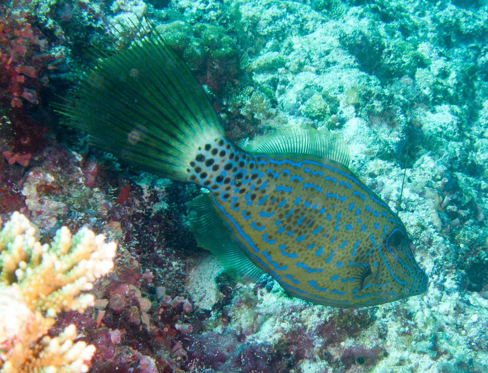 Scrawled Filefish